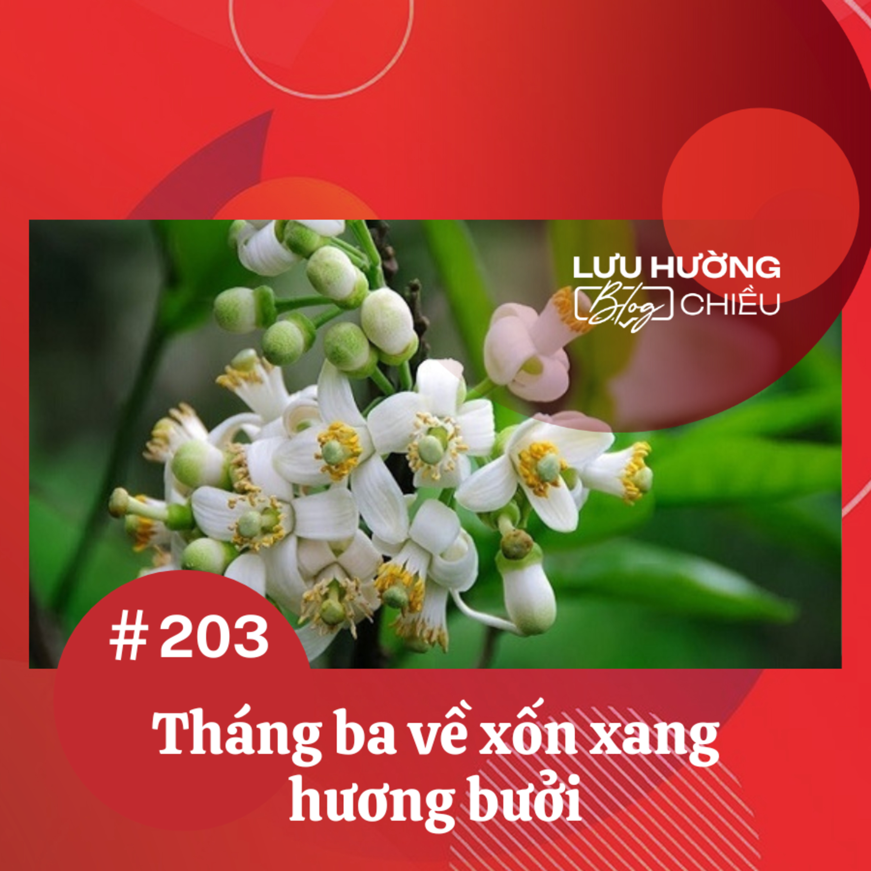 Tháng ba về xốn xang hương bưởi episode artwork