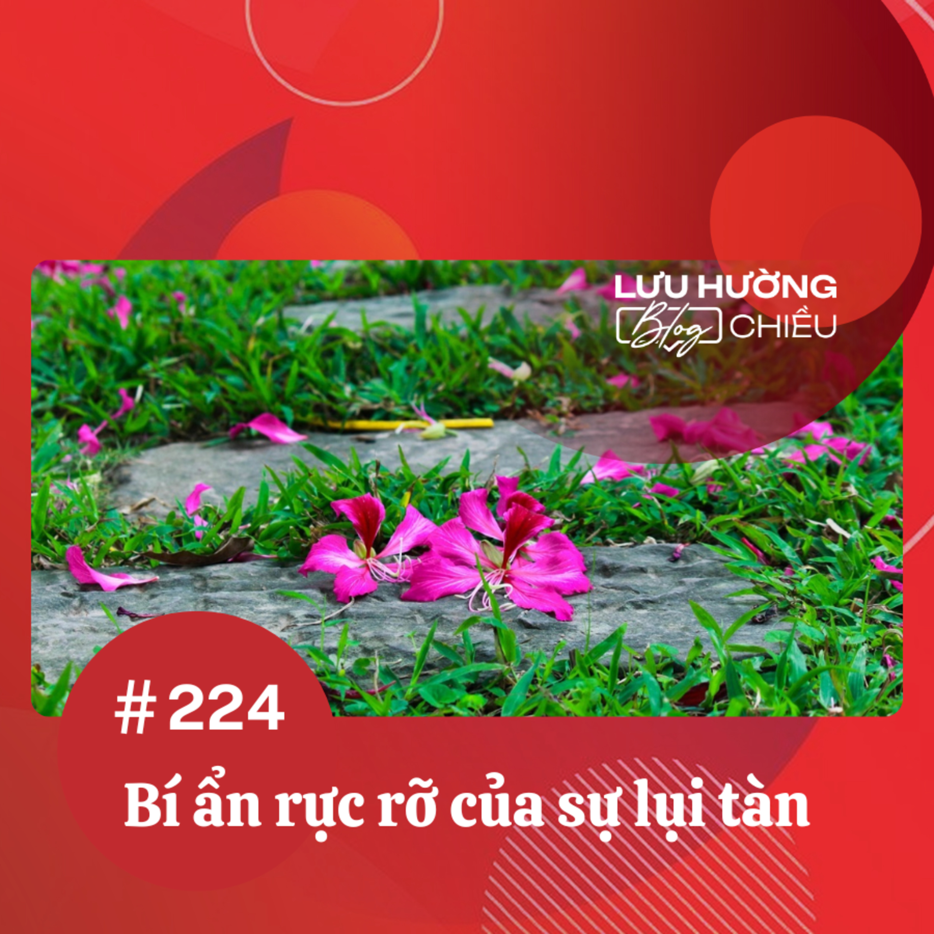 Bí ẩn rực rỡ của sự lụi tàn episode artwork