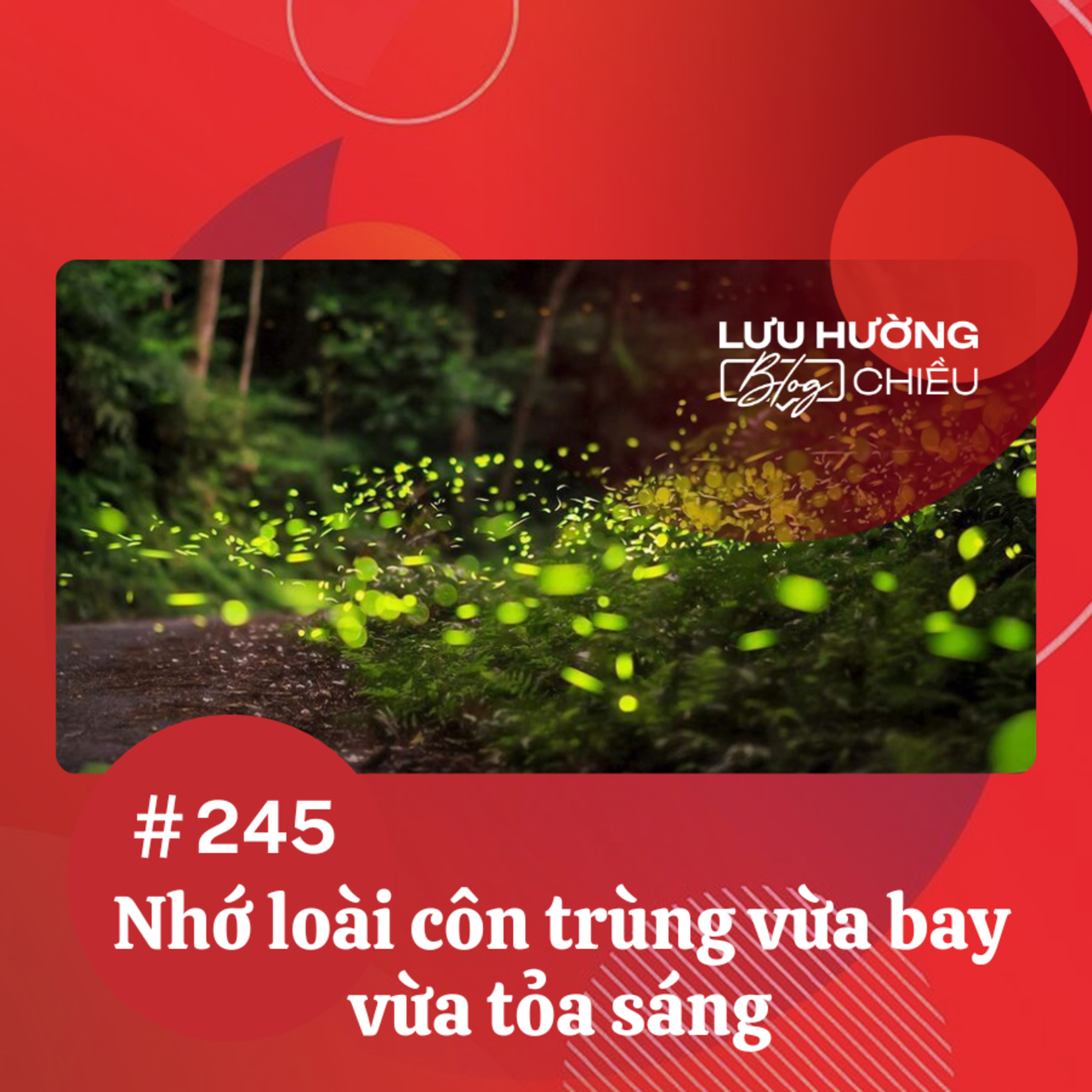 Nhớ loài côn trùng vừa bay vừa tỏa sáng episode artwork