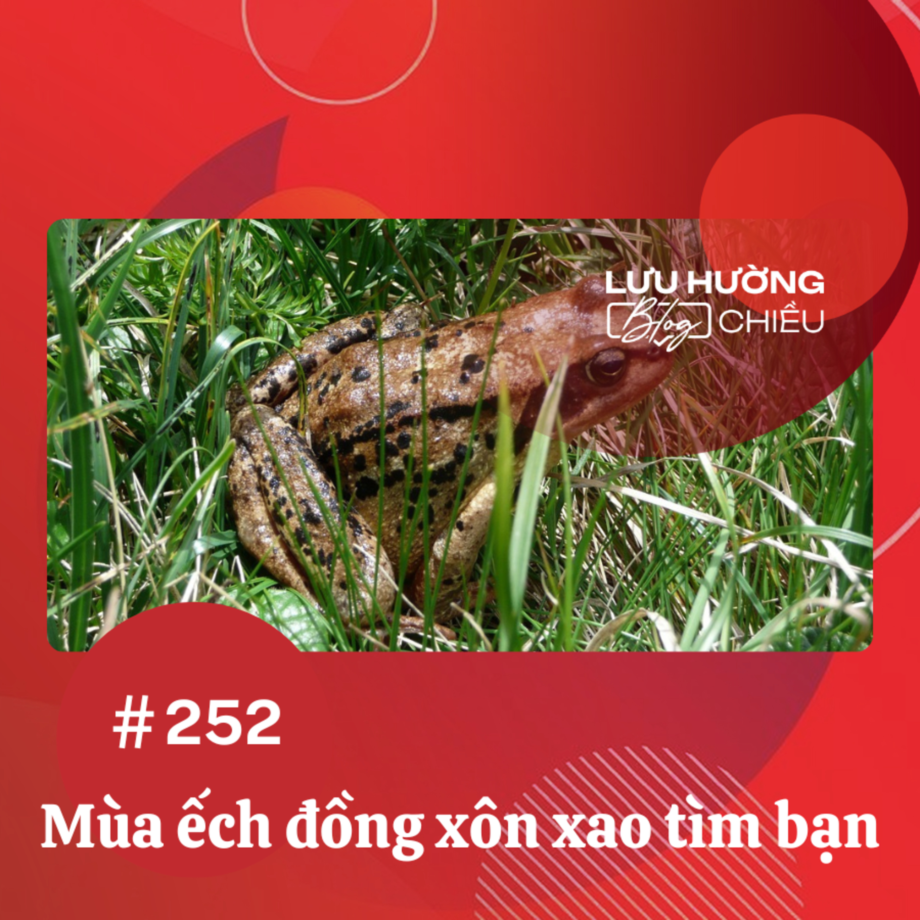 Đài Hà Nội | Lưu Hường Blog chiều | Podcast
