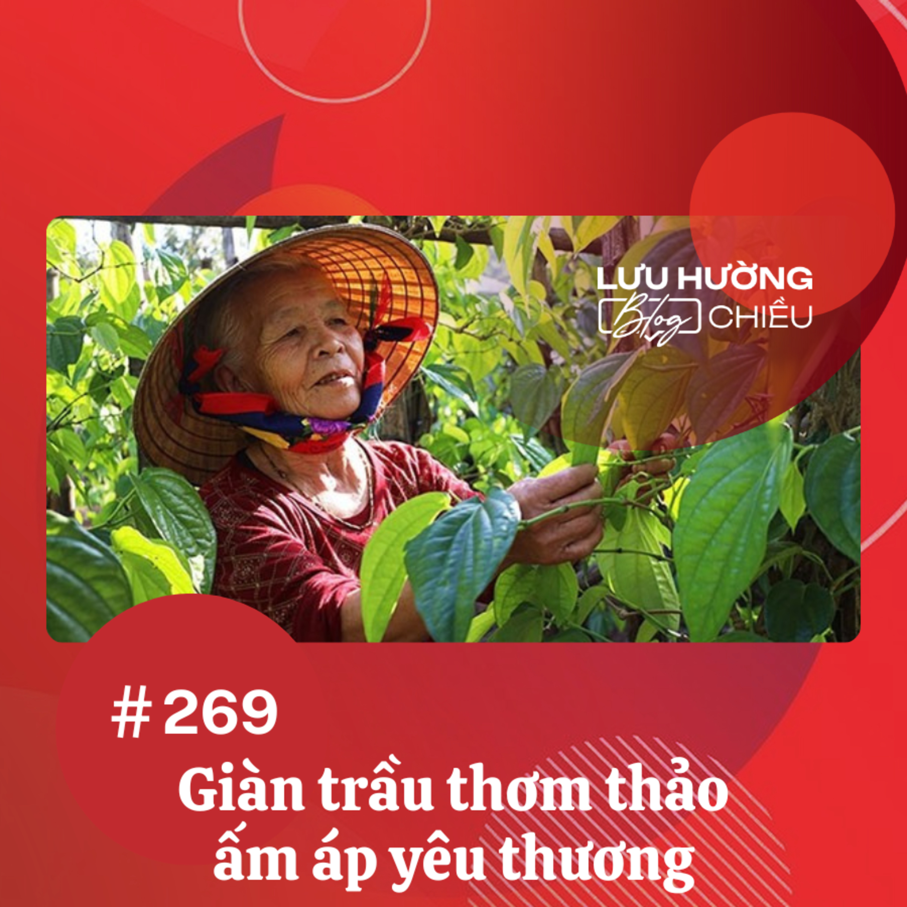 Giàn trầu thơm thảo ấm áp yêu thương episode artwork