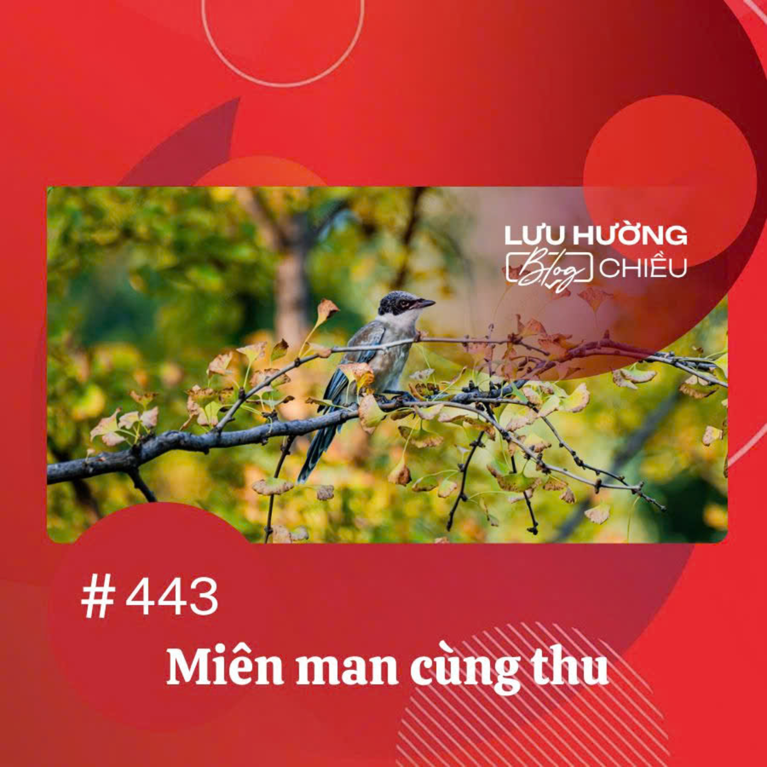 Miên man cùng thu | Lưu Hường blog chiều | Đài Hà Nội episode artwork