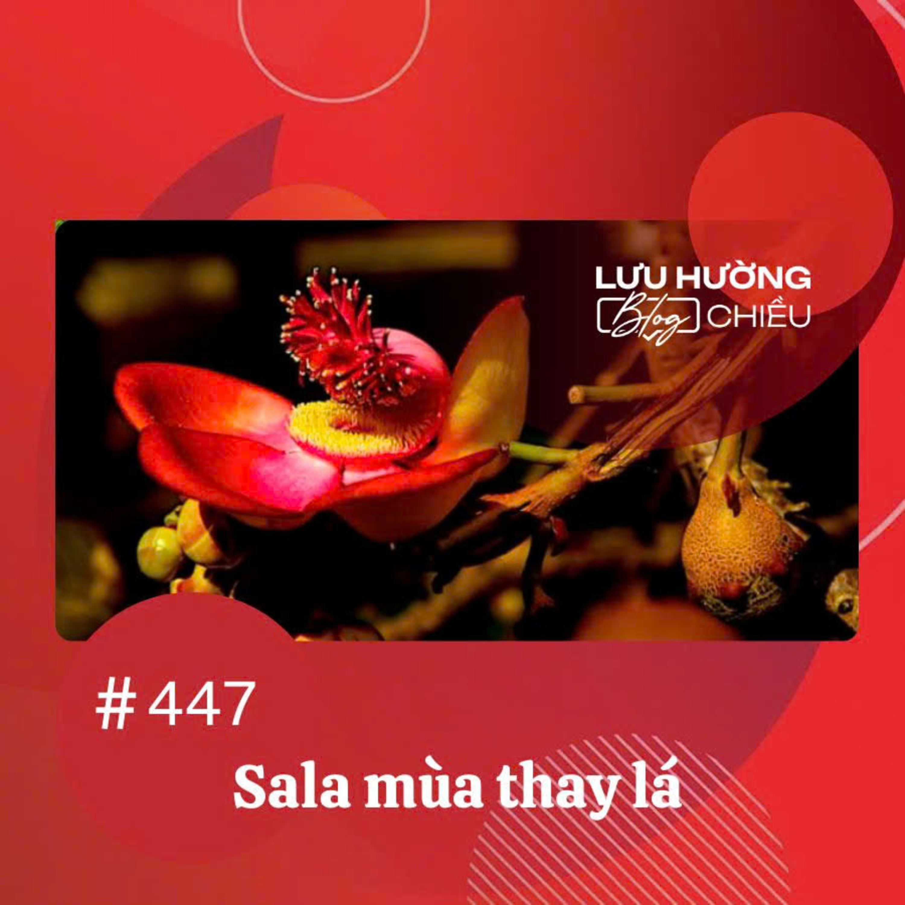 Sala mùa thay lá | Lưu Hường blog chiều | Đài Hà Nội episode artwork