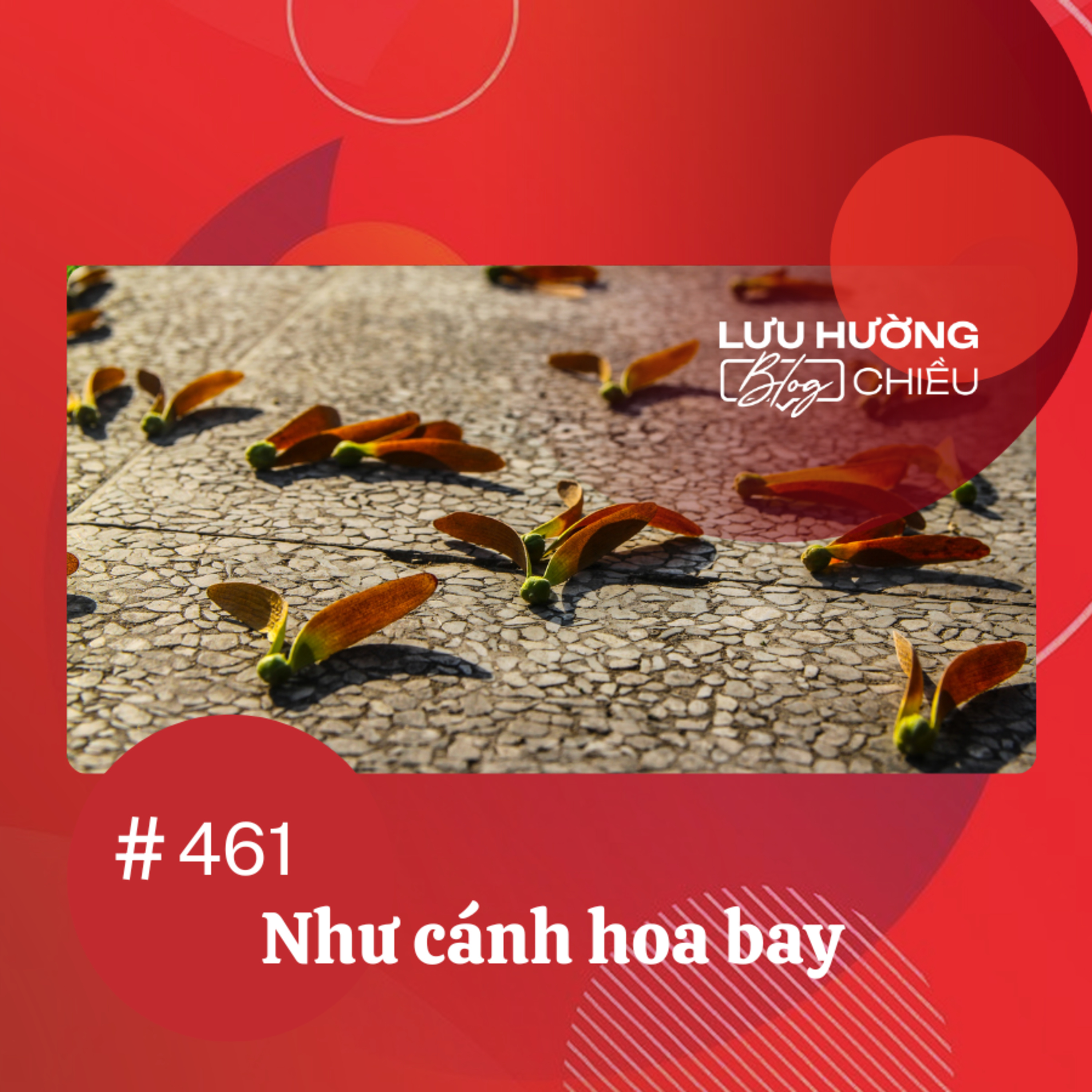 Như cánh hoa bay | Lưu Hường blog chiều | Đài Hà Nội episode artwork