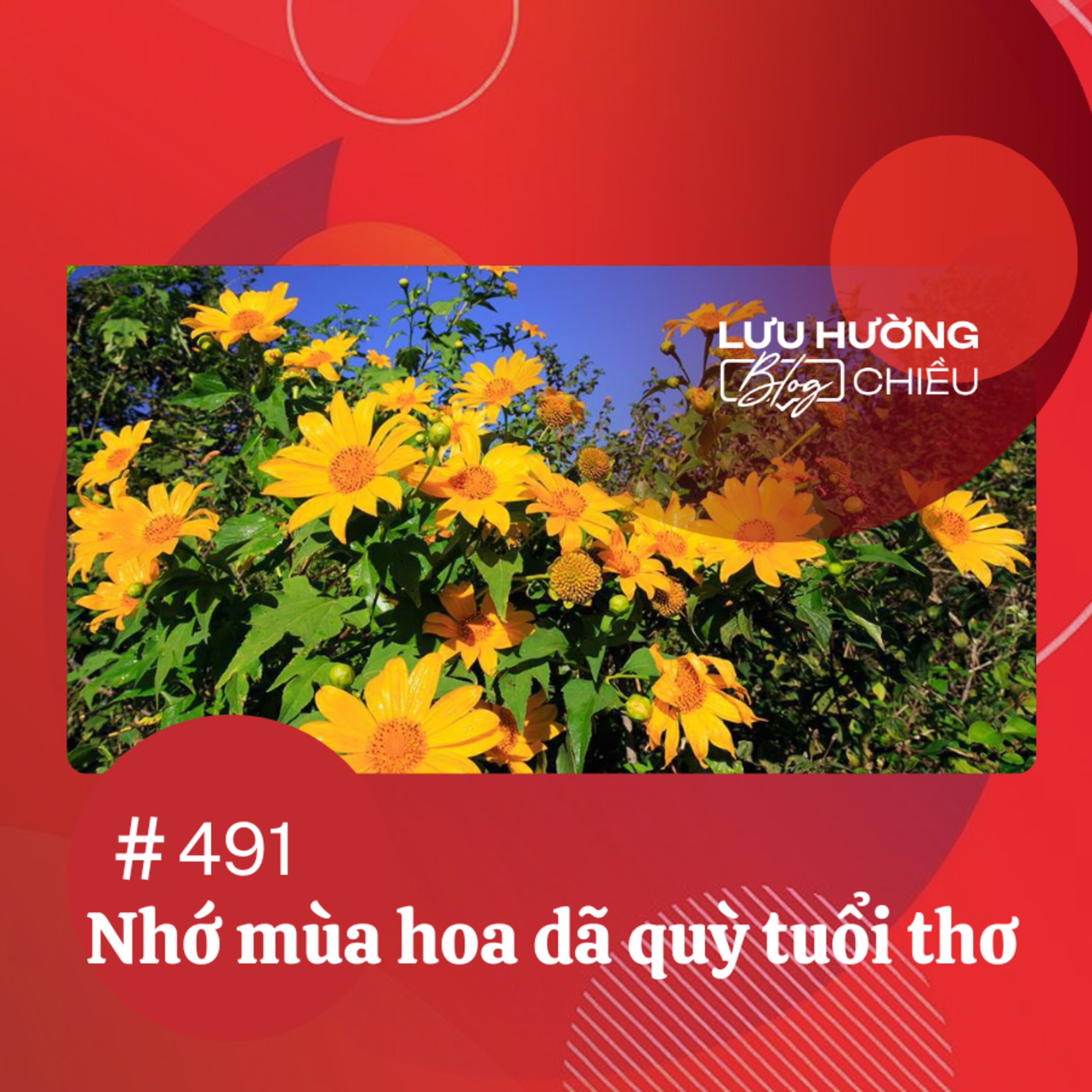Nhớ mùa hoa dã quỳ tuổi thơ | Lưu Hường blog chiều | Đài Hà Nội episode artwork