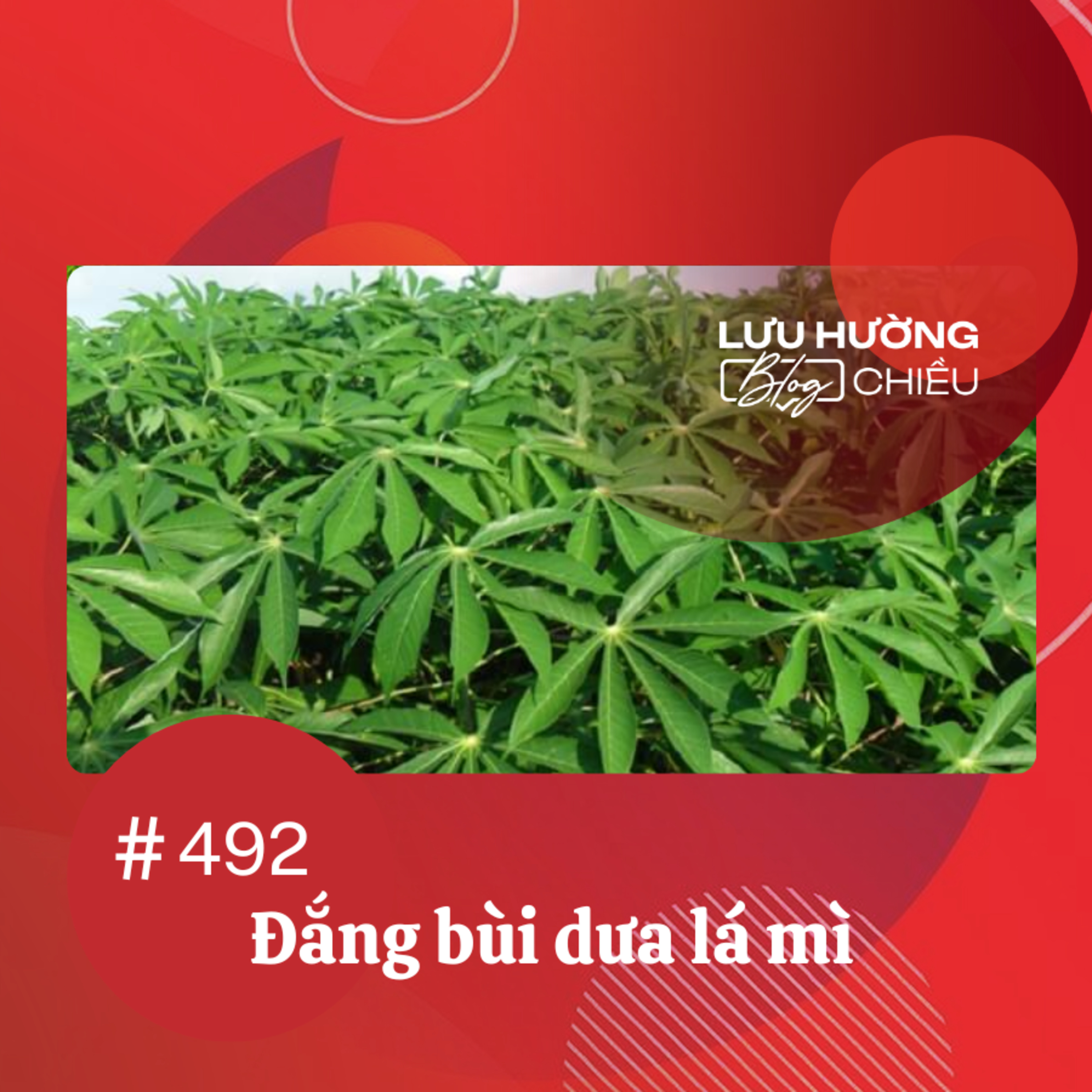Đắng bùi dưa lá mì | Lưu Hường blog chiều | Đài Hà Nội episode artwork