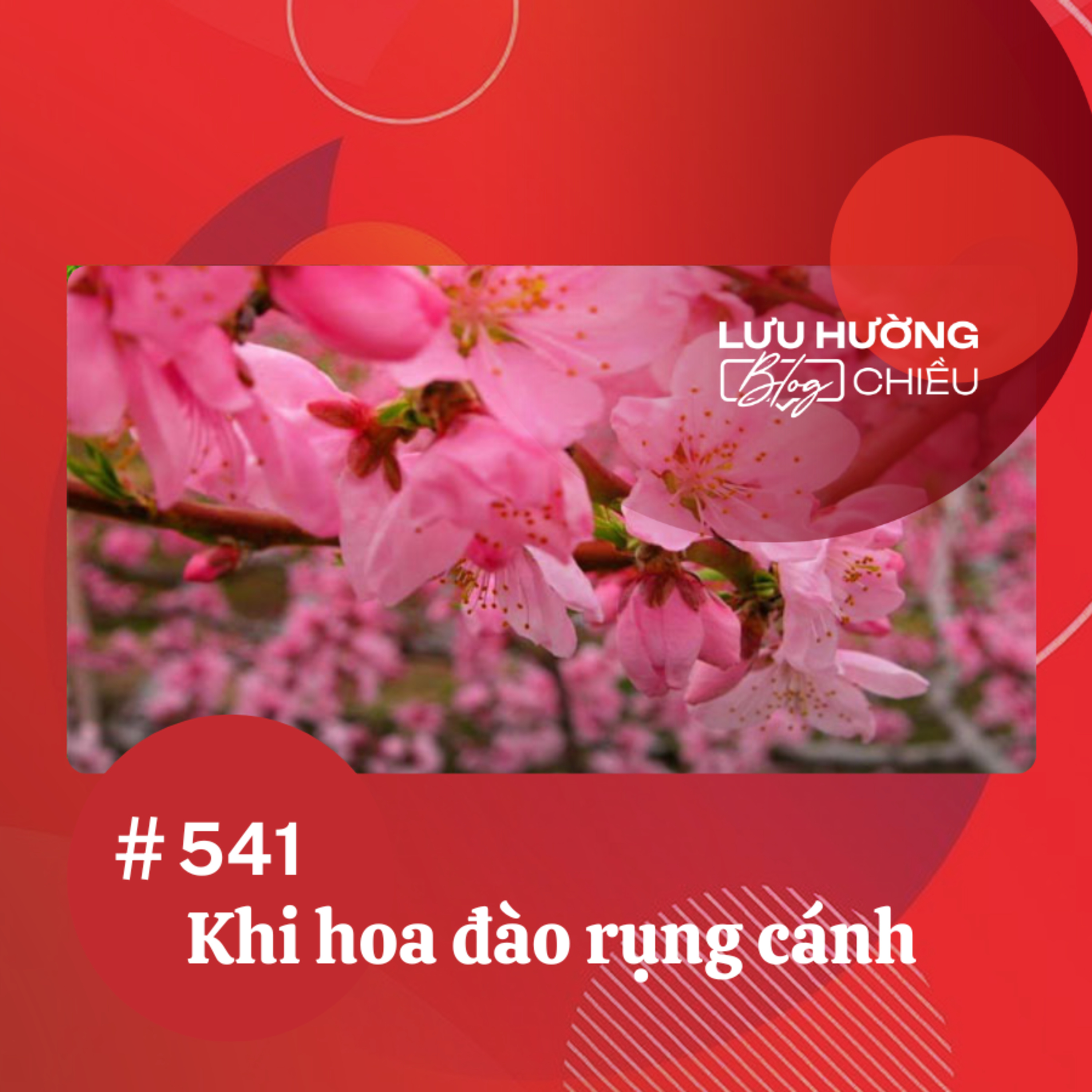 Khi hoa đào rụng cánh | Lưu Hường blog chiều | Đài Hà Nội episode artwork
