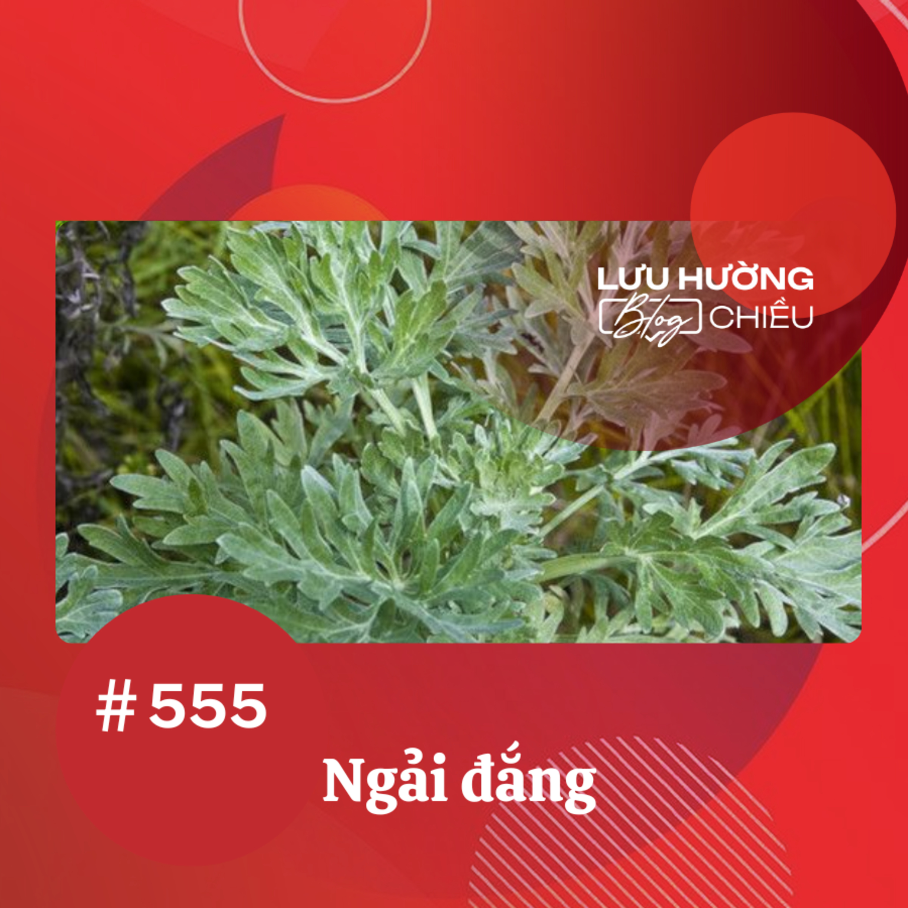 Ngải đắng | Lưu Hường blog chiều | Đài Hà Nội episode artwork
