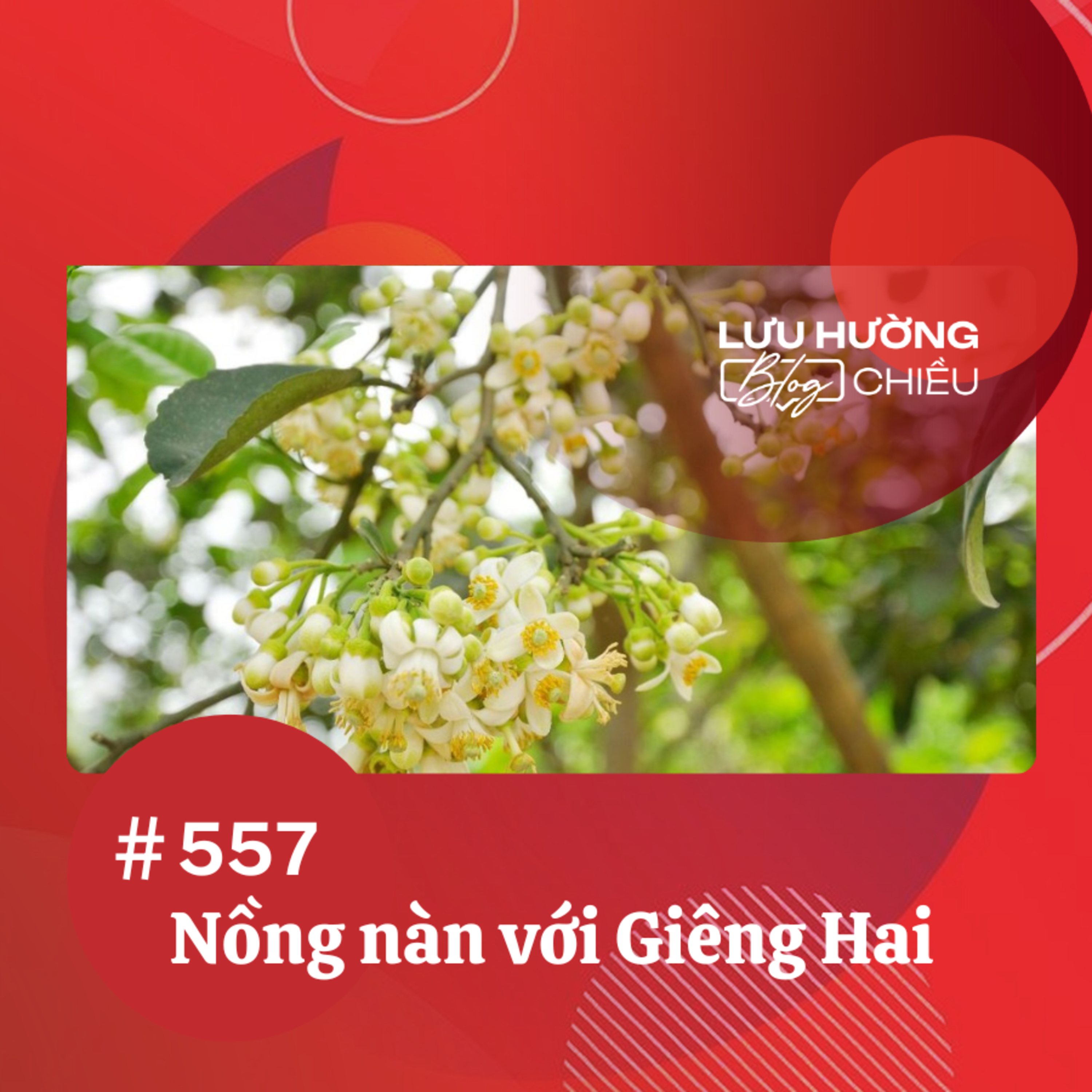 Nồng nàn với Giêng Hai | Lưu Hường blog chiều | Đài Hà Nội episode artwork