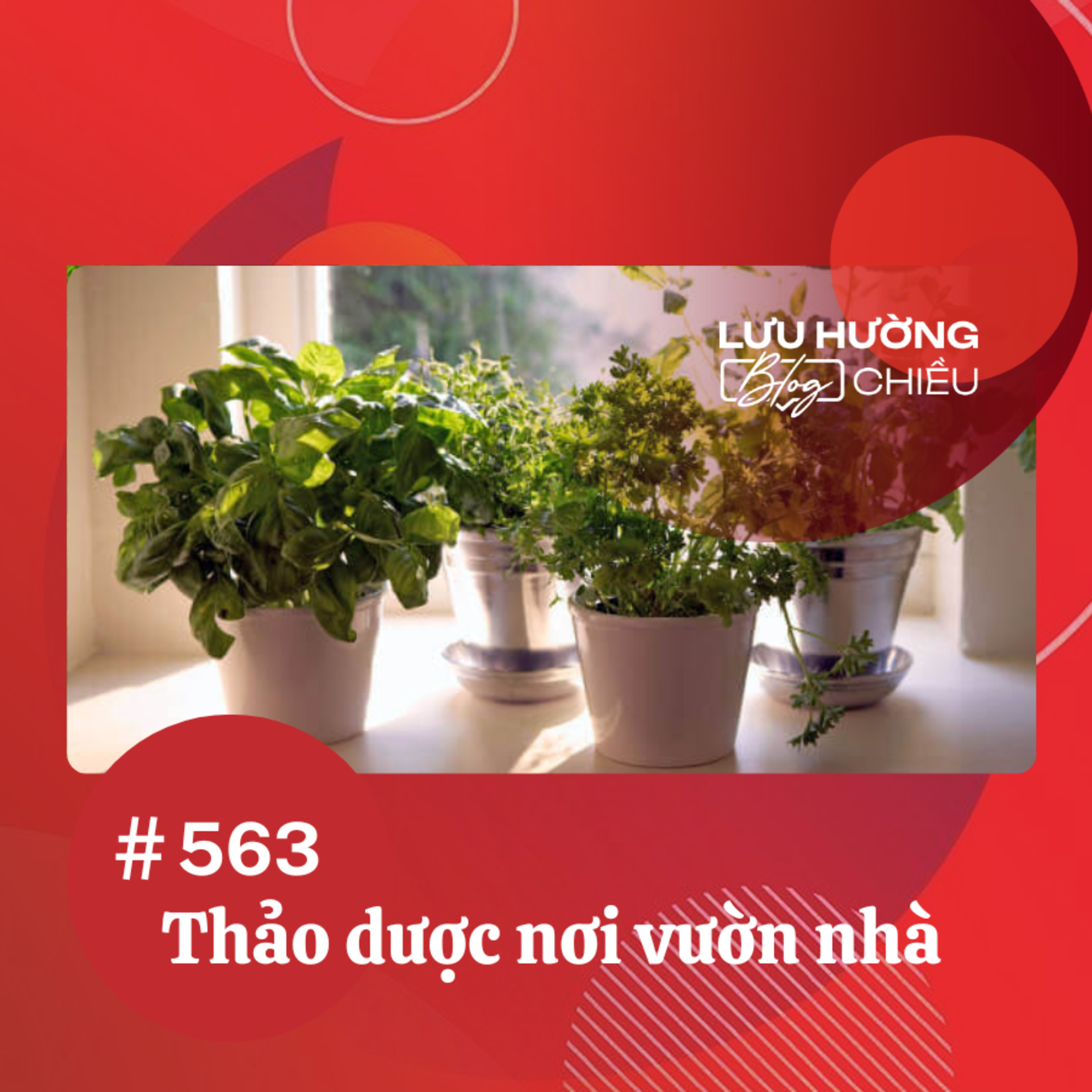  Thảo dược nơi vườn nhà | Lưu Hường blog chiều | Đài Hà Nội episode artwork
