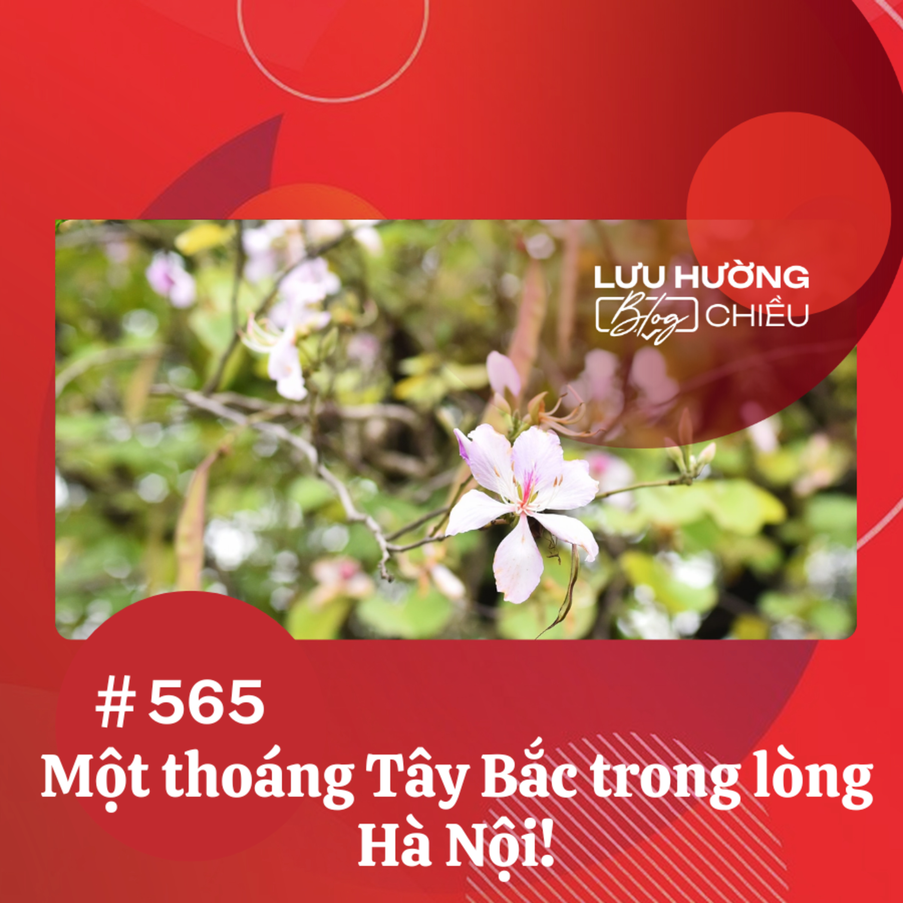 Một thoáng Tây Bắc trong lòng Hà Nội! | Lưu Hường blog chiều | Đài Hà Nội episode artwork