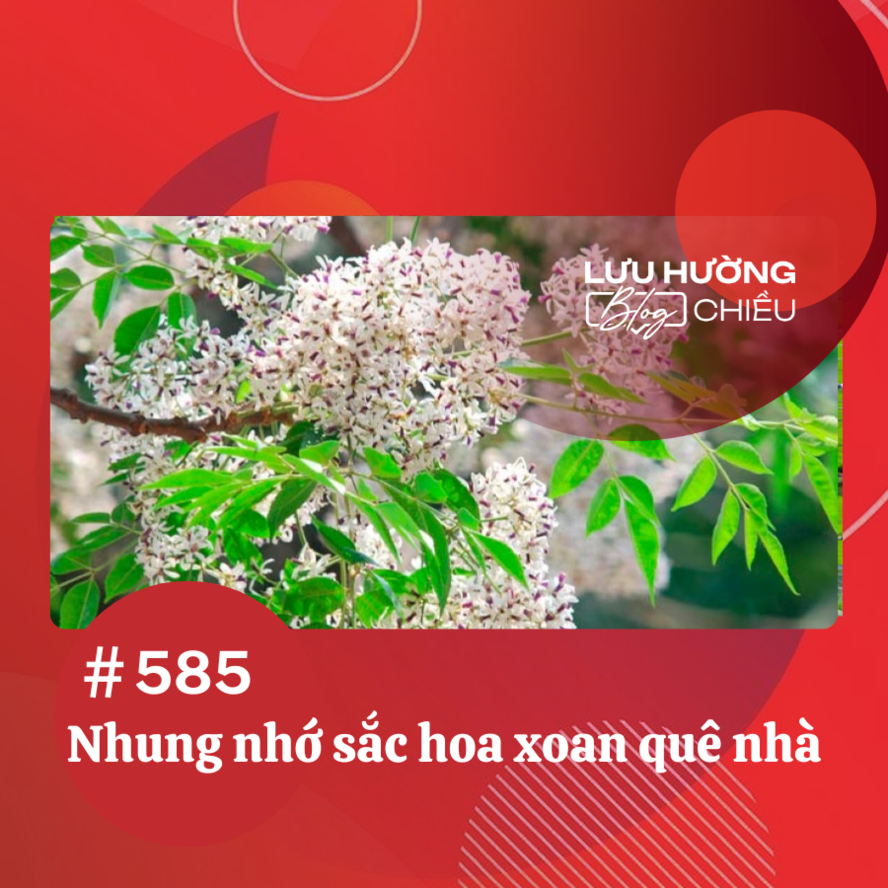 Nhung nhớ sắc hoa xoan quê nhà | Lưu Hường blog chiều | Đài Hà Nội episode artwork