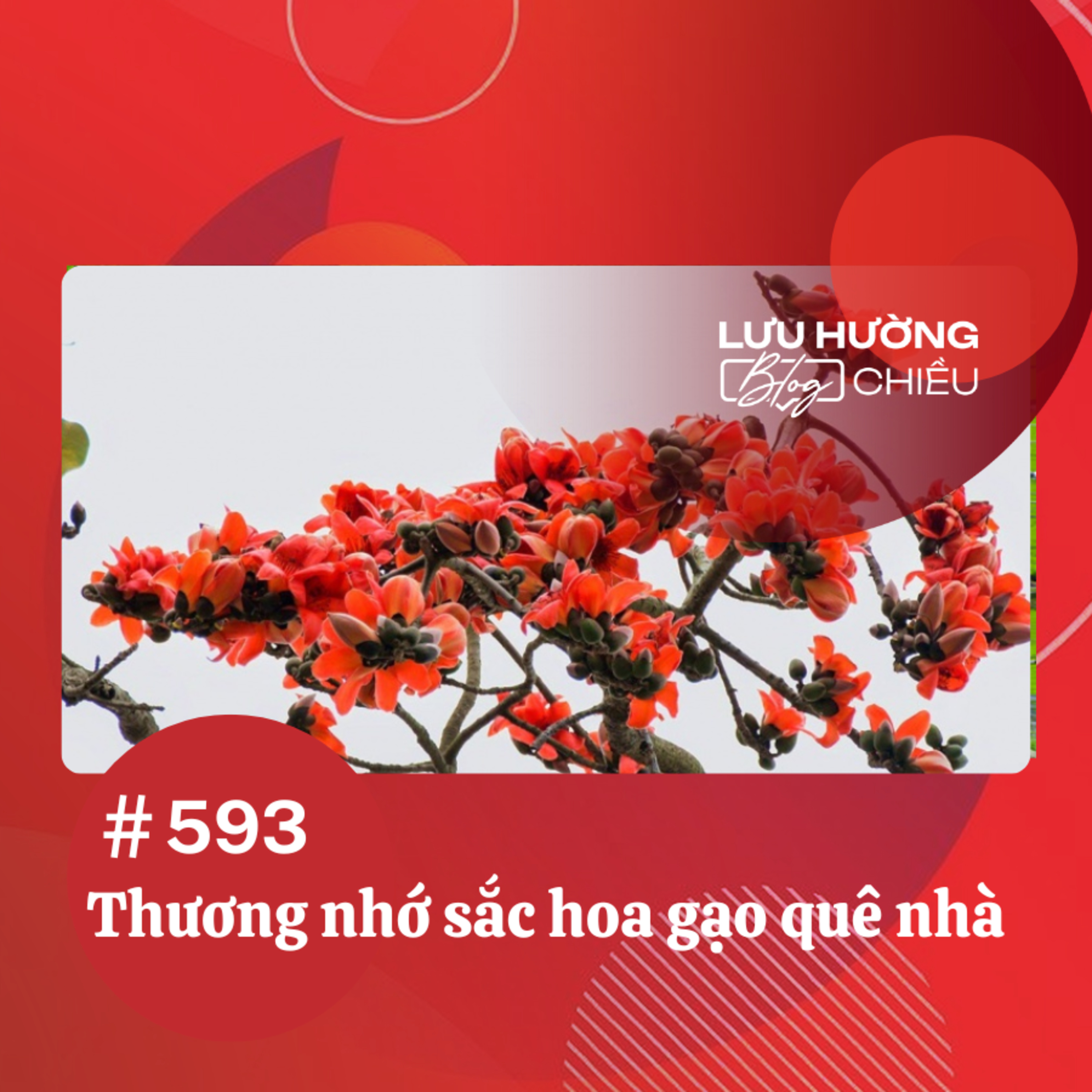 Thương nhớ sắc hoa gạo quê nhà | Lưu Hường blog chiều | Đài Hà Nội episode artwork