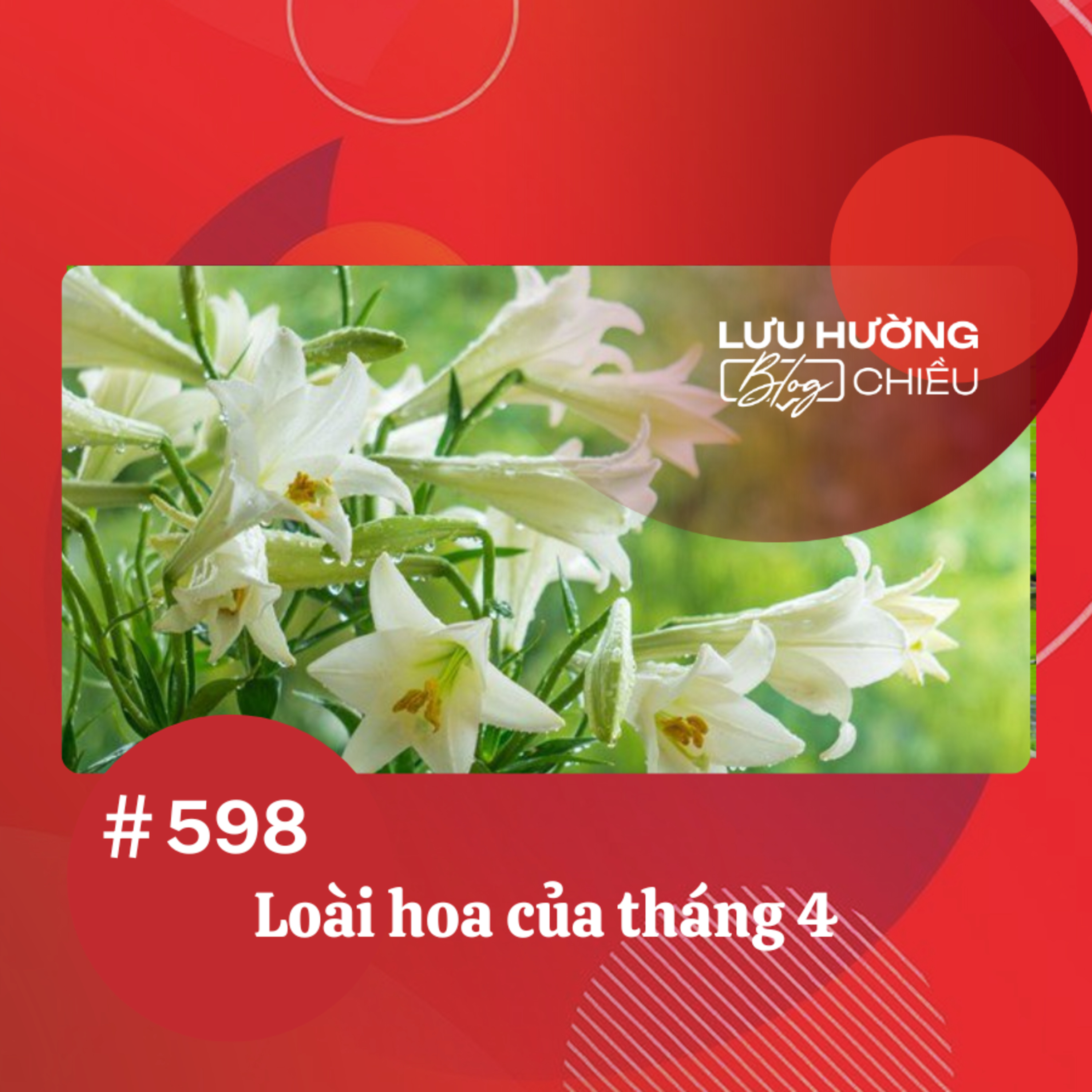 Loài hoa của tháng Tư | Lưu Hường blog chiều | Đài Hà Nội episode artwork