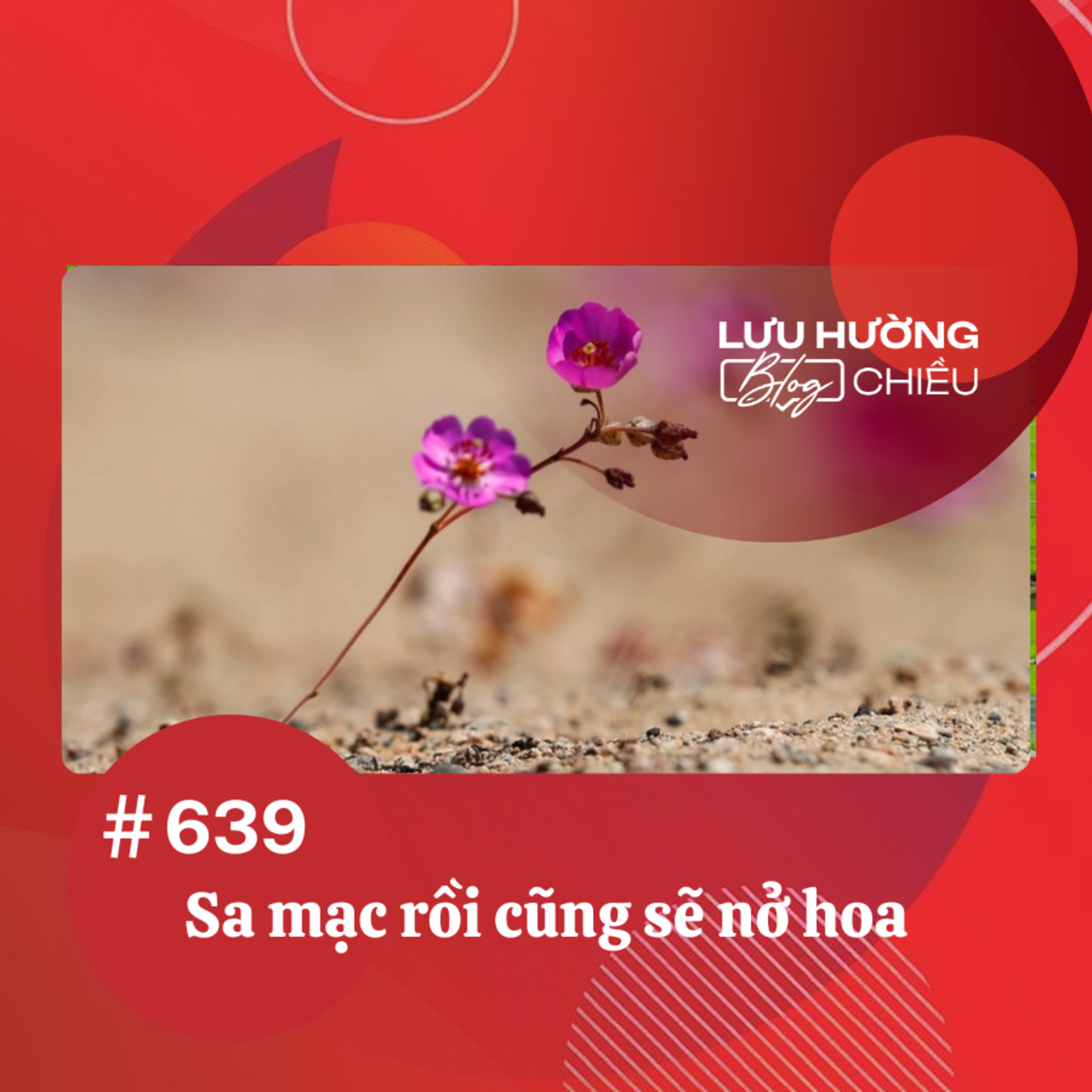 Sa mạc rồi cũng sẽ nở hoa | Lưu Hường blog chiều | Đài Hà Nội episode artwork