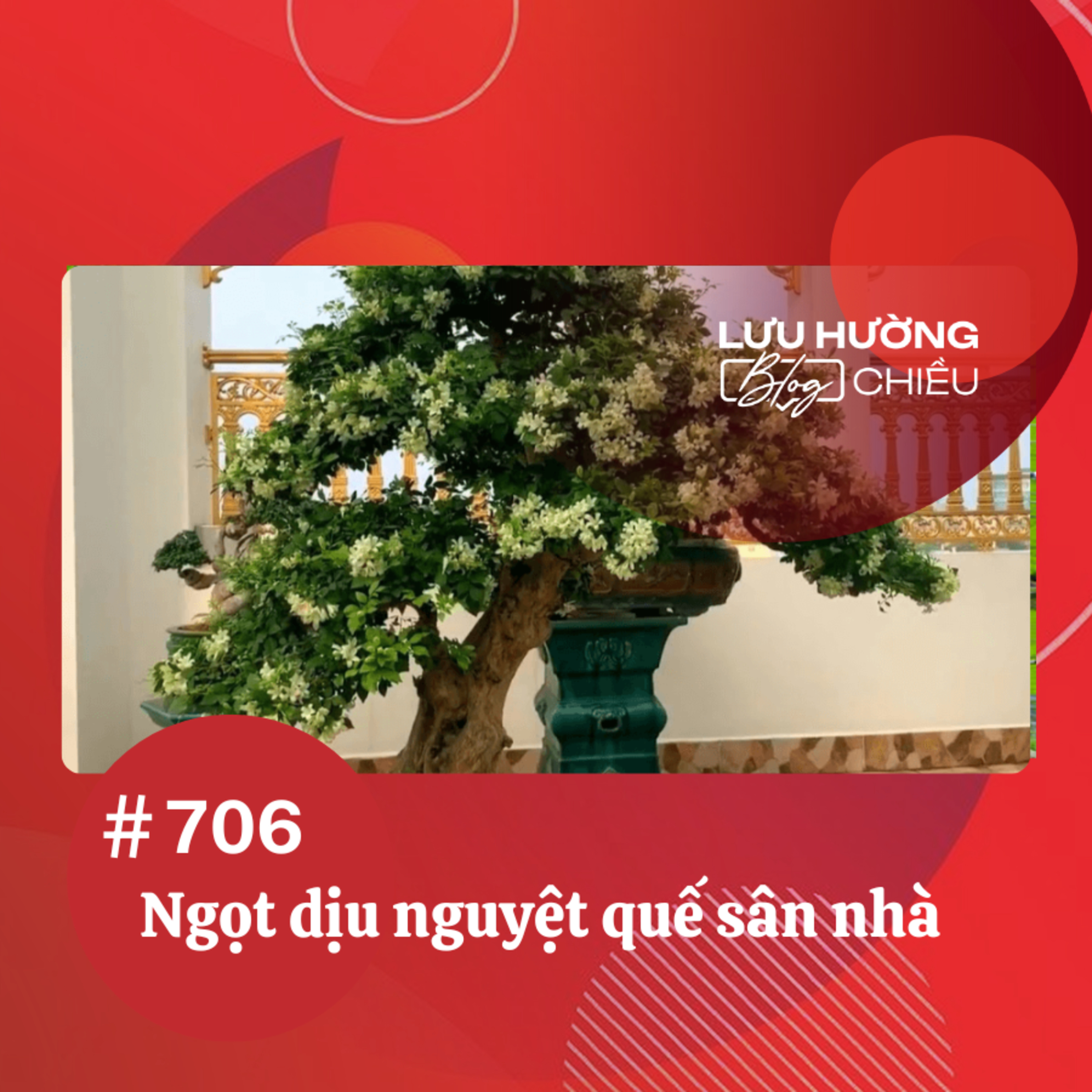  Ngọt dịu nguyệt quế sân nhà | Lưu Hường blog chiều | Đài Hà Nội episode artwork