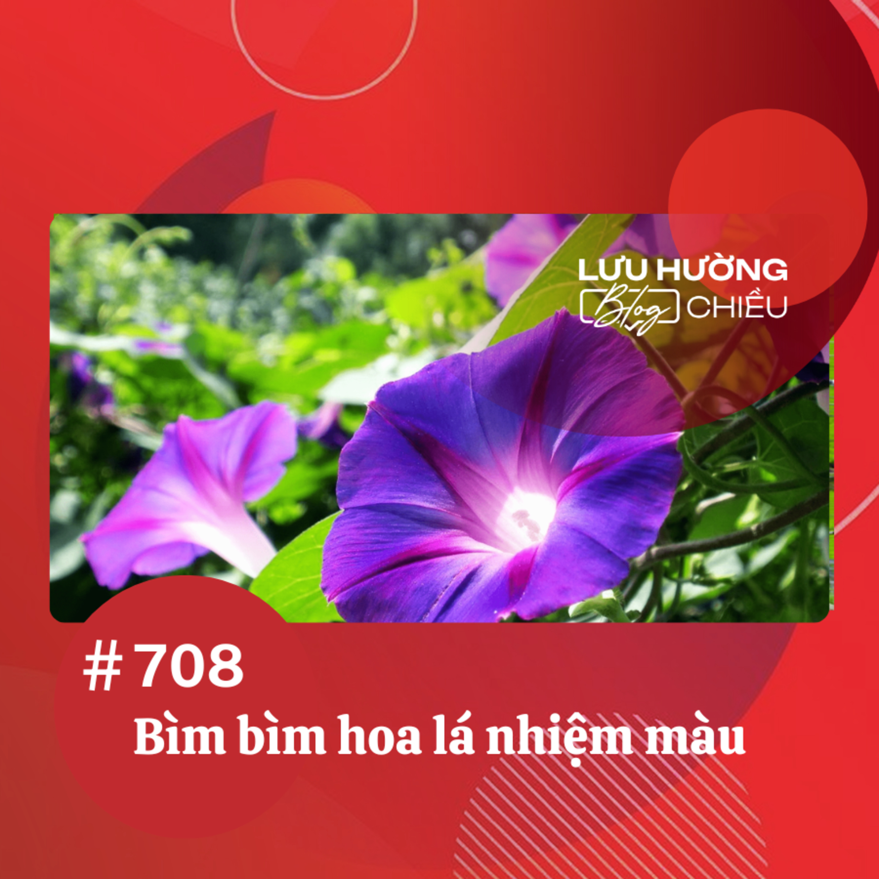  Bìm bìm hoa lá nhiệm màu | Lưu Hường blog chiều | Đài Hà Nội episode artwork