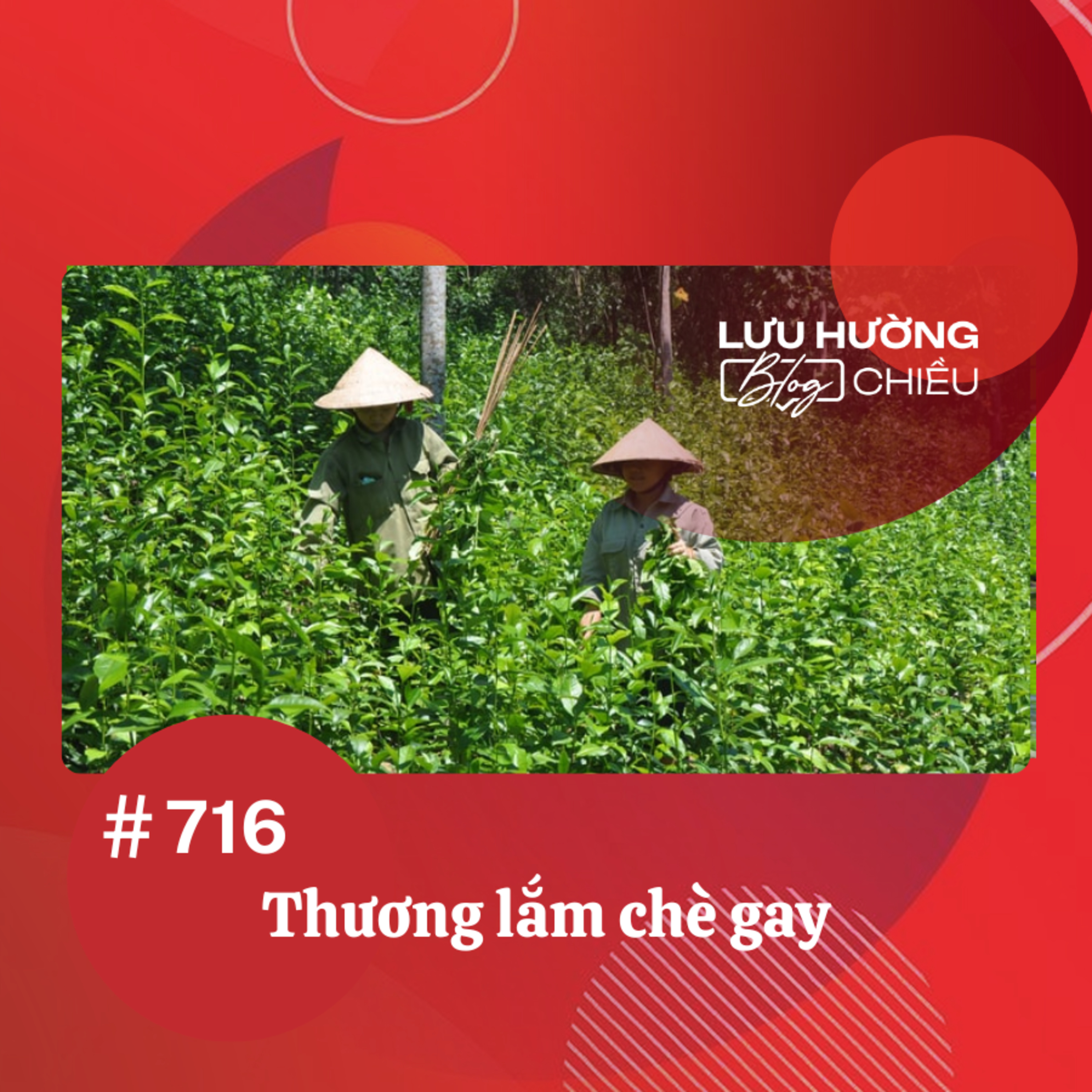  Thương lắm chè gay | Lưu Hường blog chiều | Đài Hà Nội episode artwork