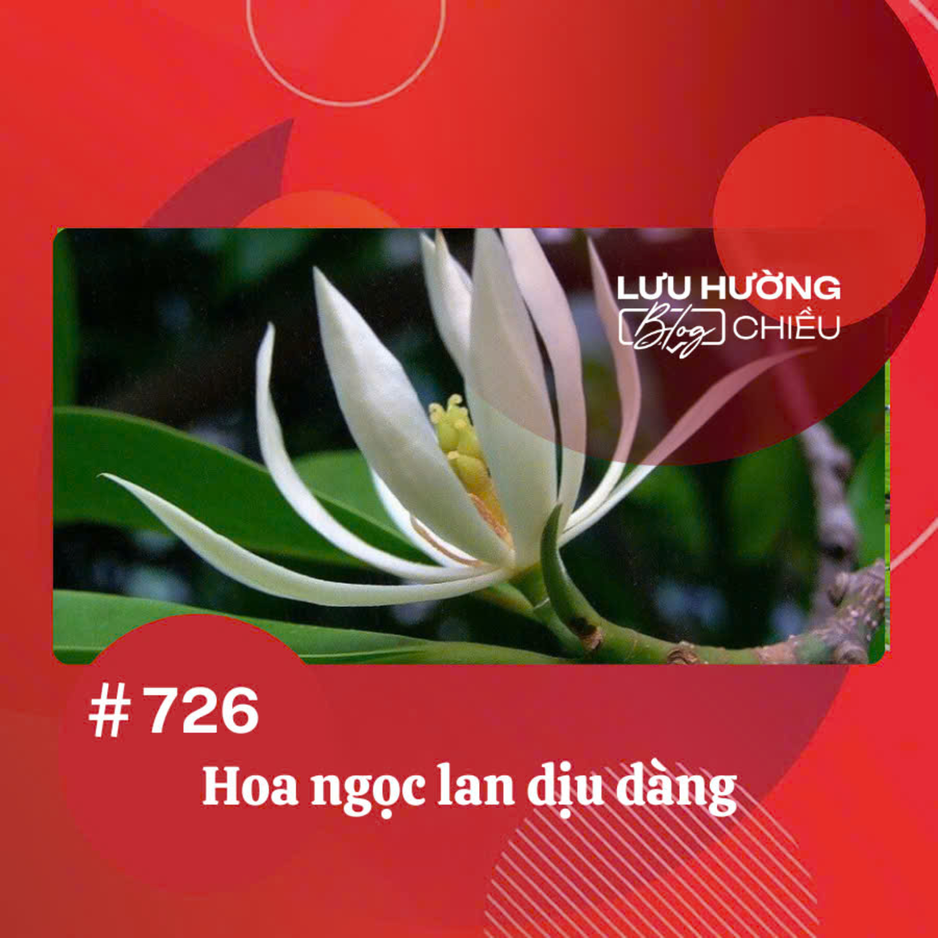 Hoa ngọc lan dịu dàng | Lưu Hường blog chiều | Đài Hà Nội episode artwork