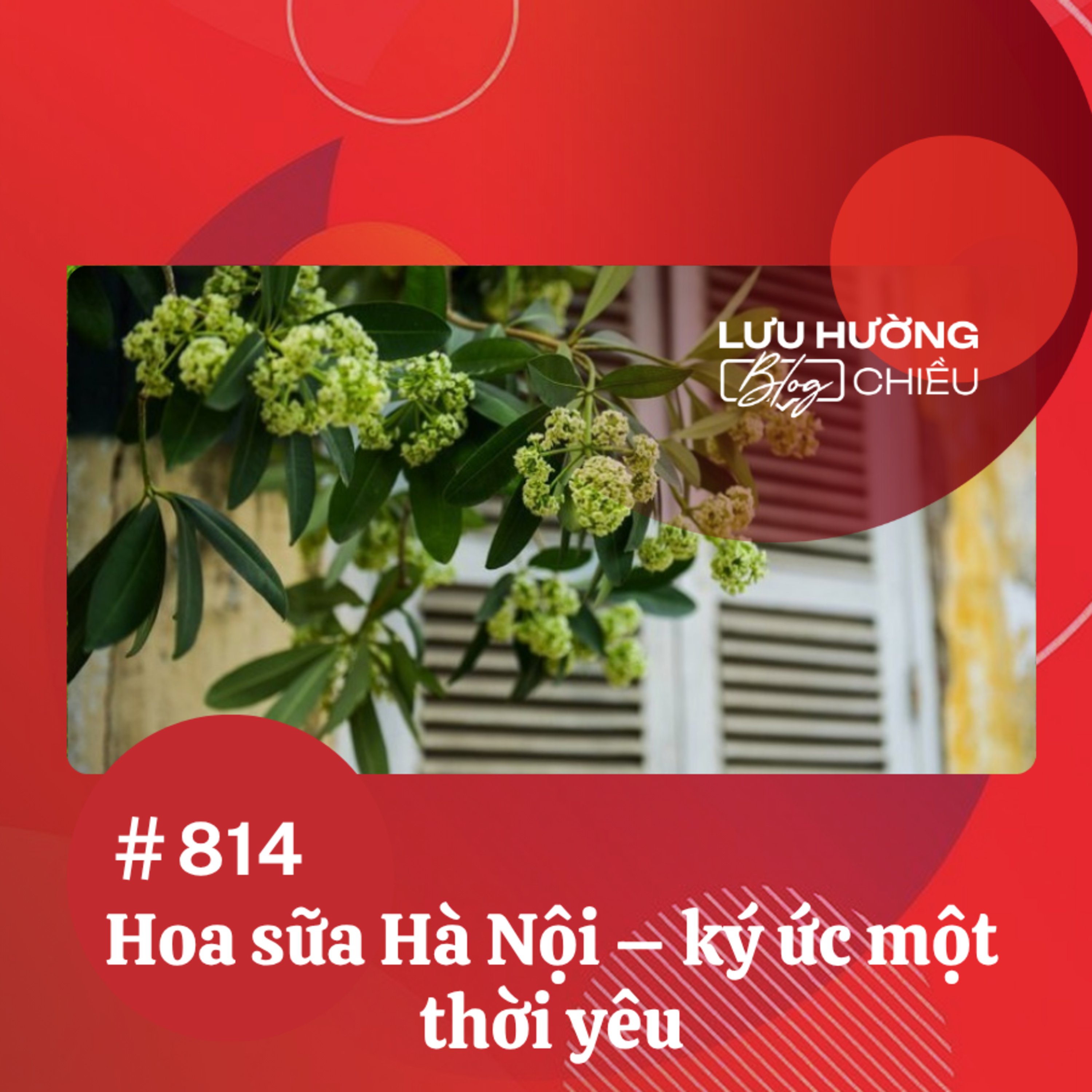  Hoa sữa Hà Nội - ký ức một thời yêu | Lưu Hường blog chiều | Đài Hà Nội episode artwork
