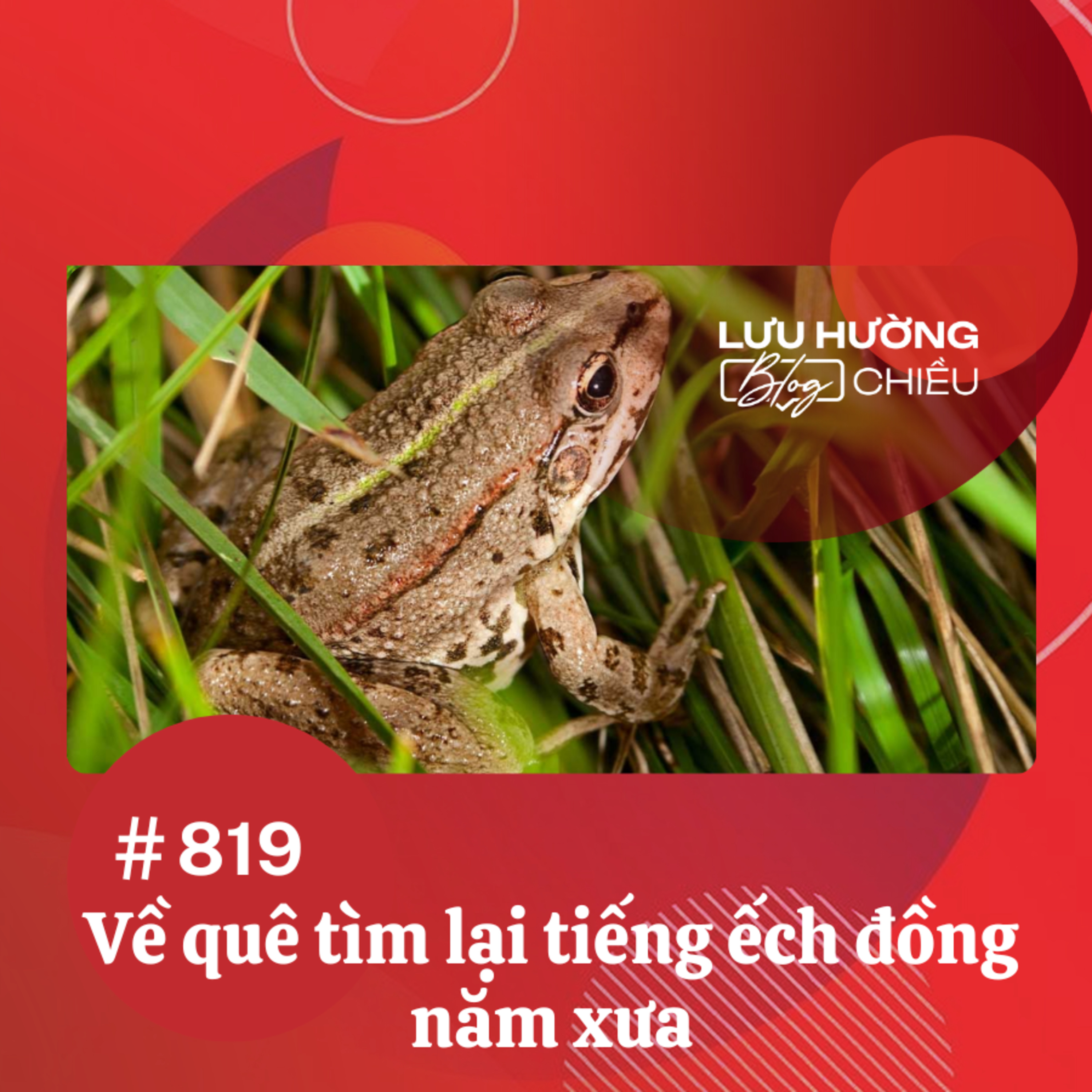  Về quê tìm lại tiếng ếch đồng năm xưa | Lưu Hường blog chiều | Đài Hà Nội episode artwork