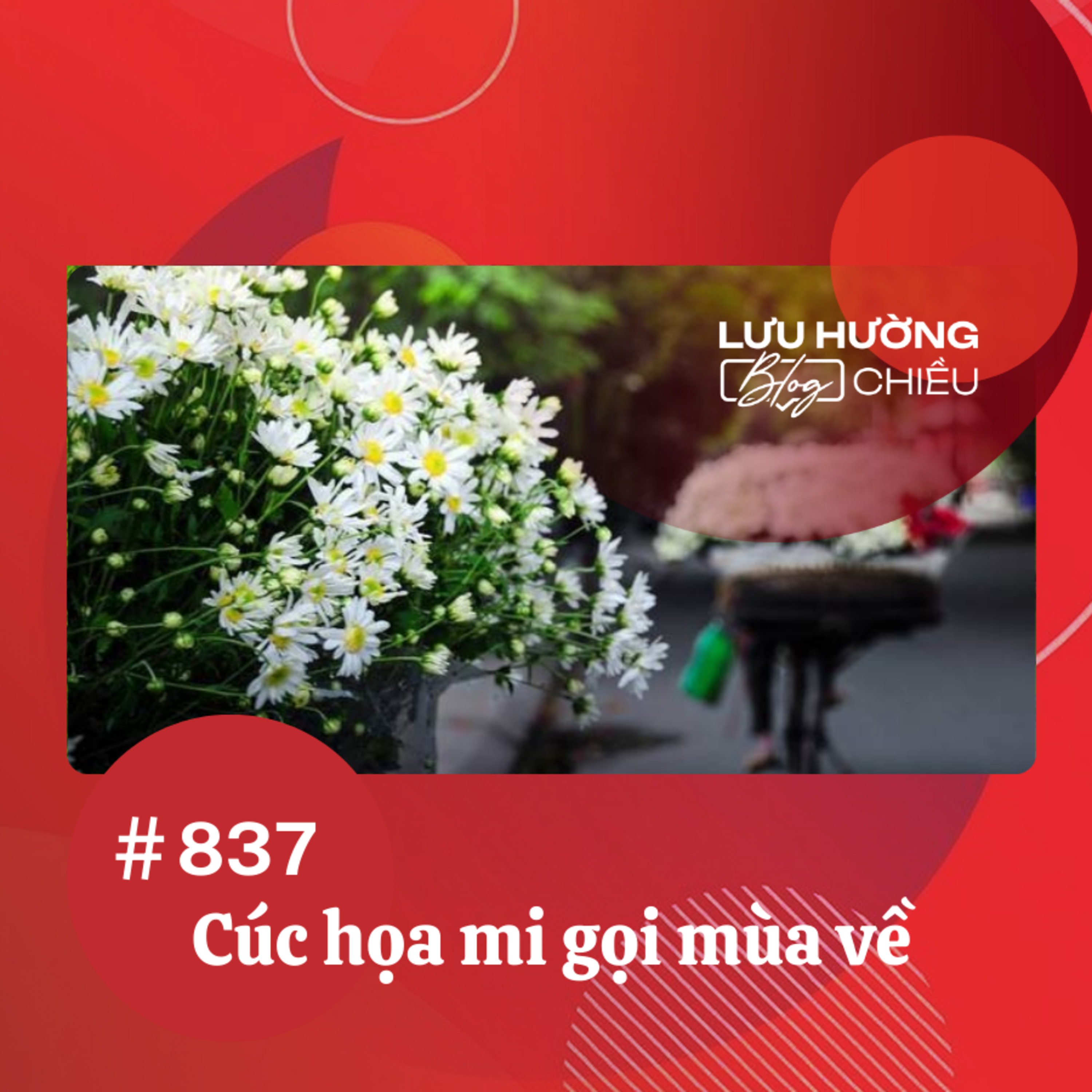  Cúc họa mi gọi mùa về | Lưu Hường blog chiều | Đài Hà Nội episode artwork