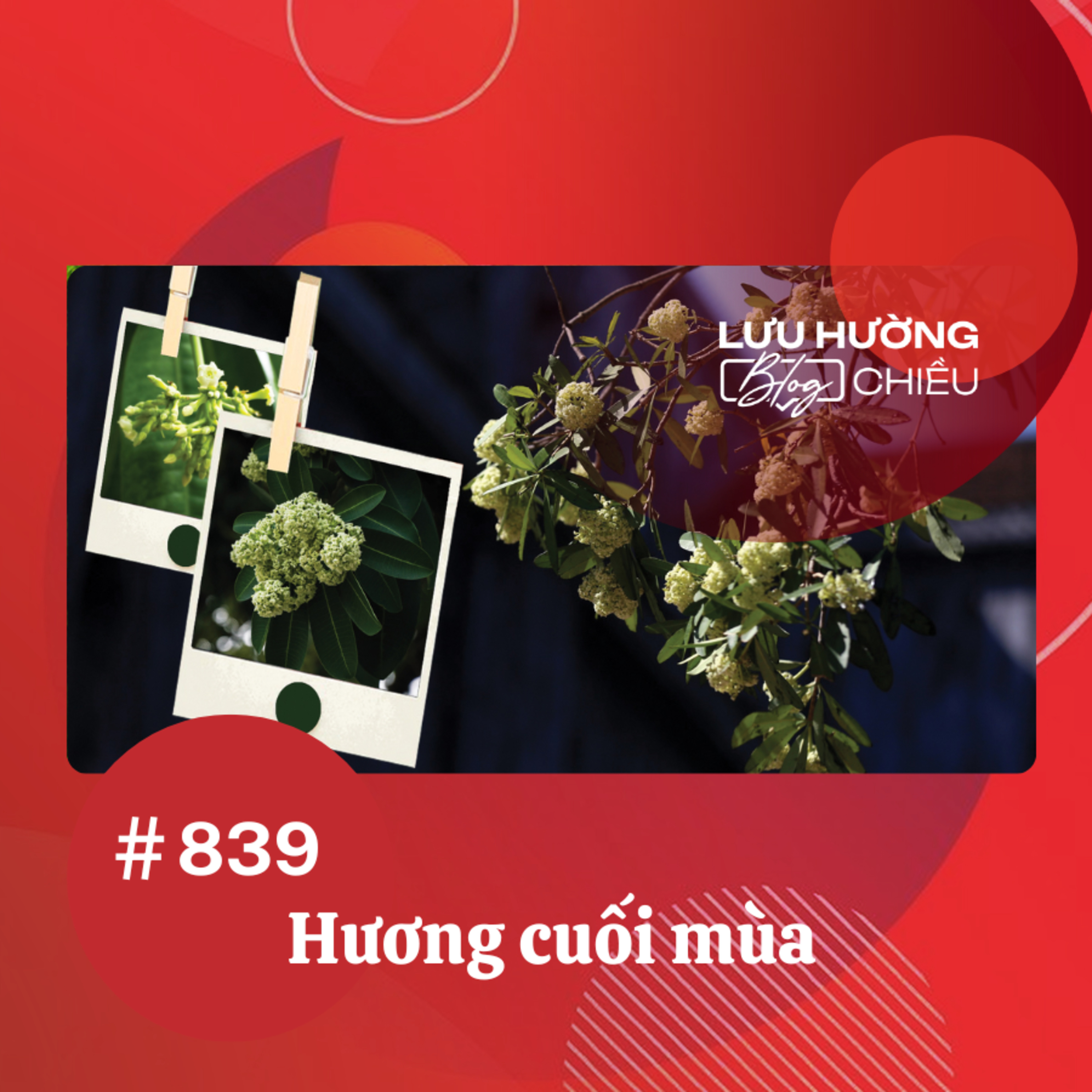  Hương cuối mùa | Lưu Hường blog chiều | Đài Hà Nội episode artwork