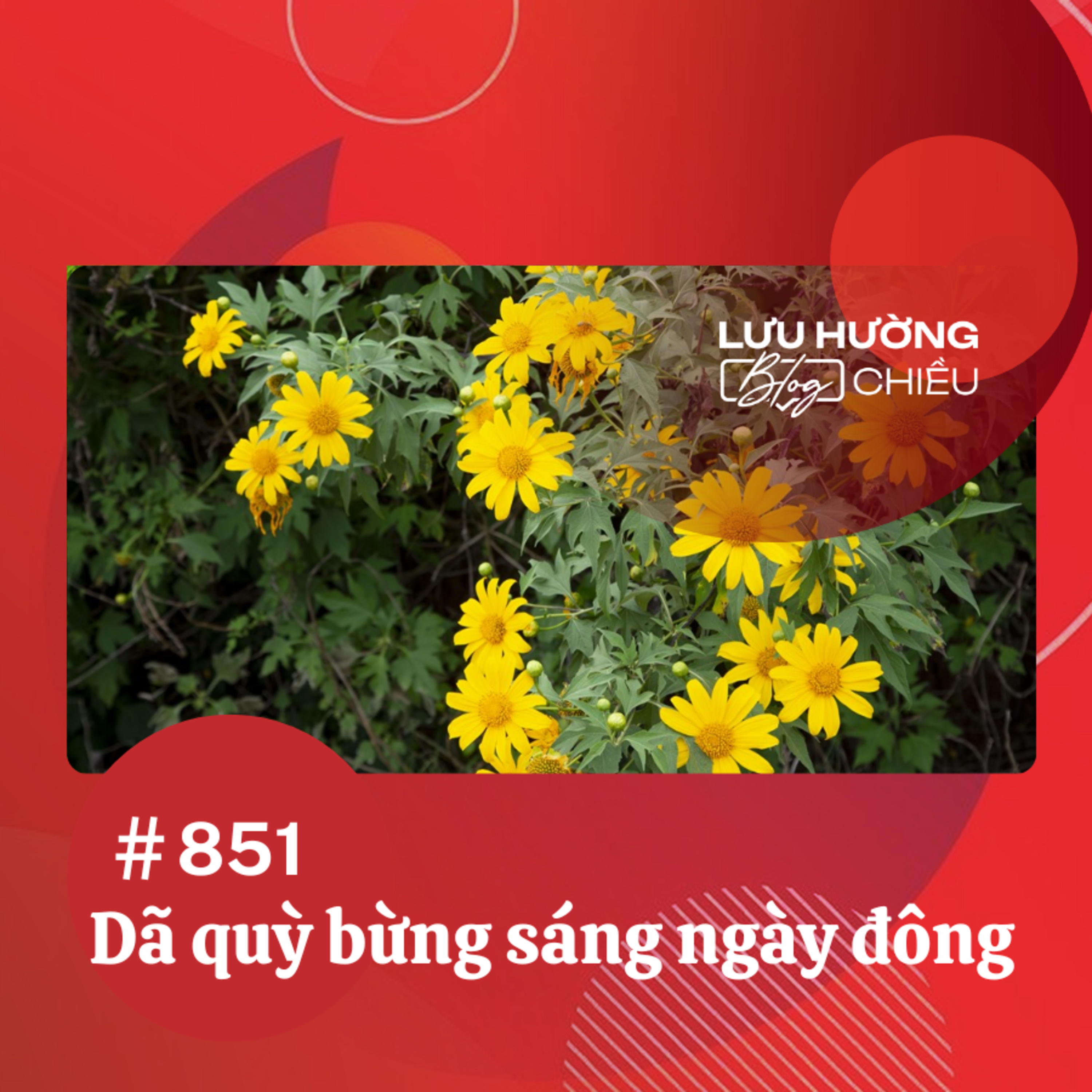  Dã quỳ bừng sáng ngày đông | Lưu Hường blog chiều | Đài Hà Nội episode artwork