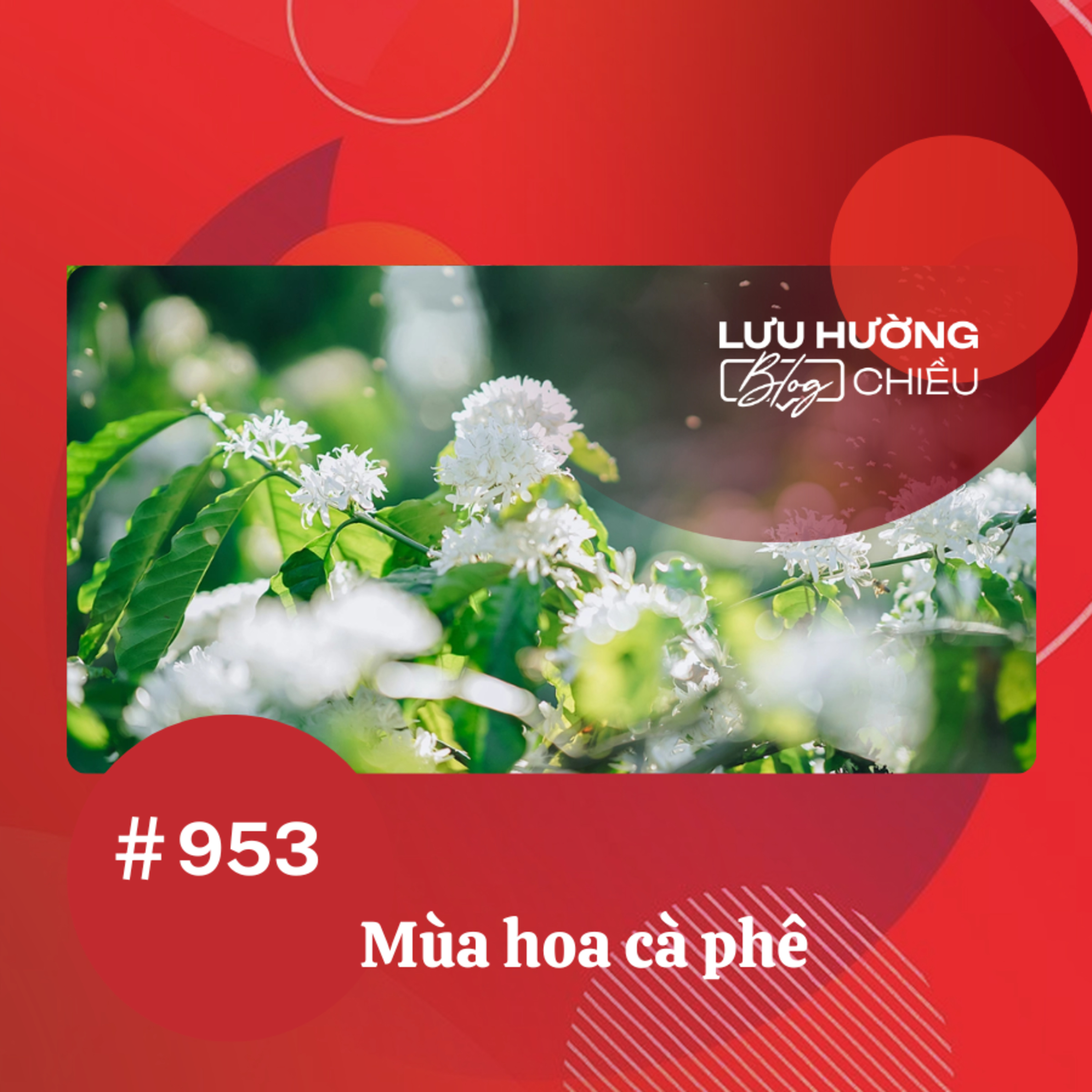  Mùa hoa cà phê | Lưu Hường blog chiều | Đài Hà Nội episode artwork