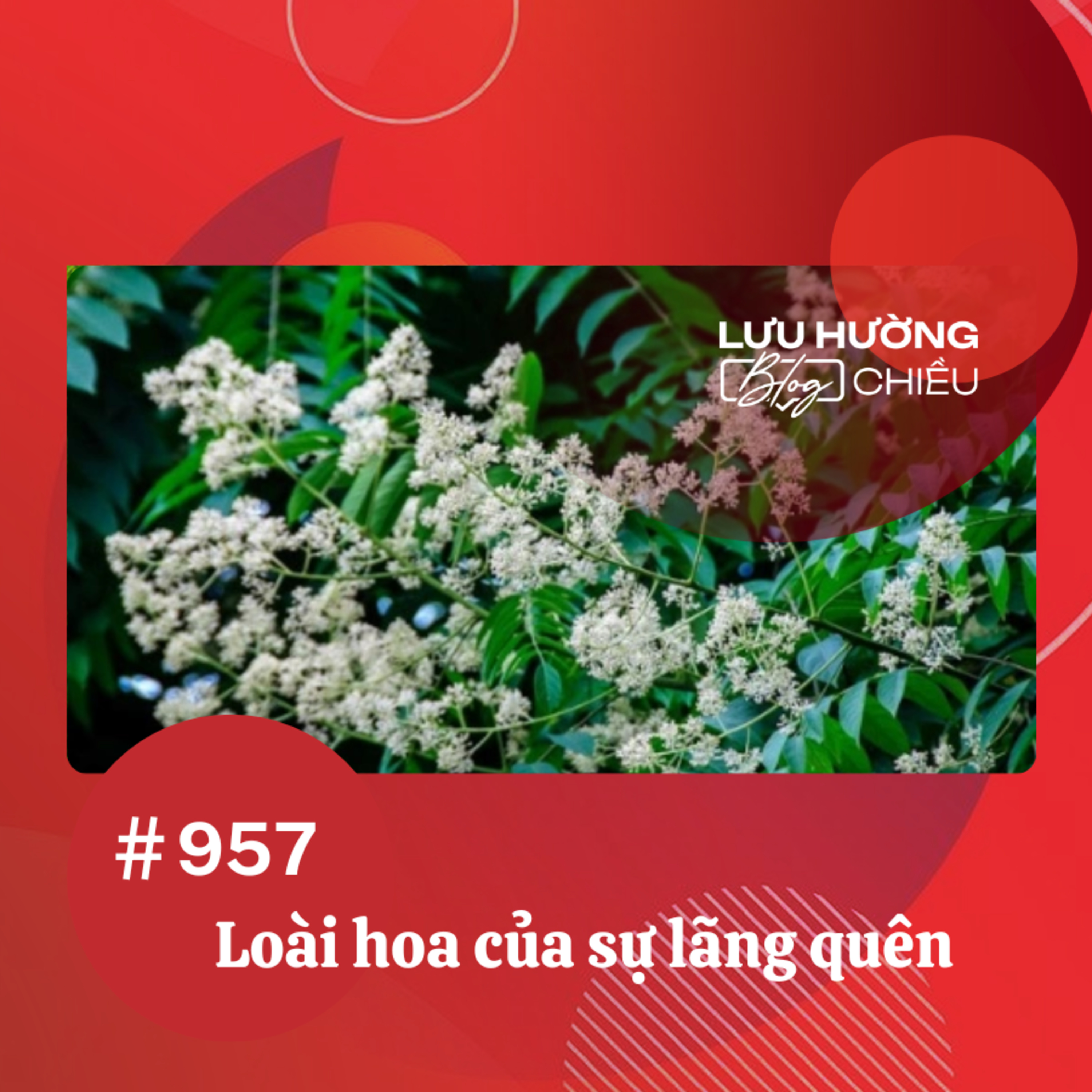 Loài hoa của sự lãng quên | Lưu Hường blog chiều | Đài Hà Nội
