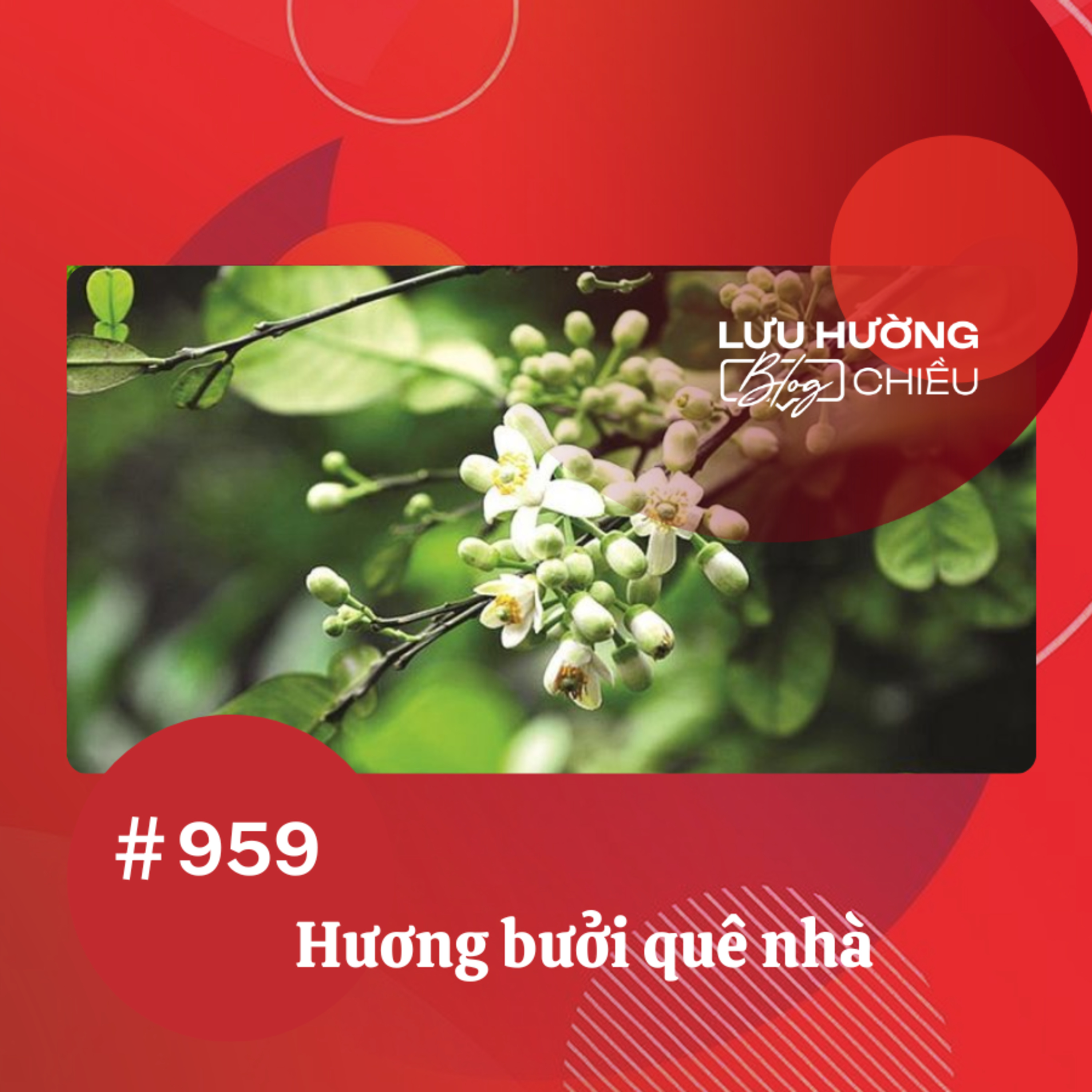 Hương bưởi quê nhà | Lưu Hường blog chiều | Đài Hà Nội