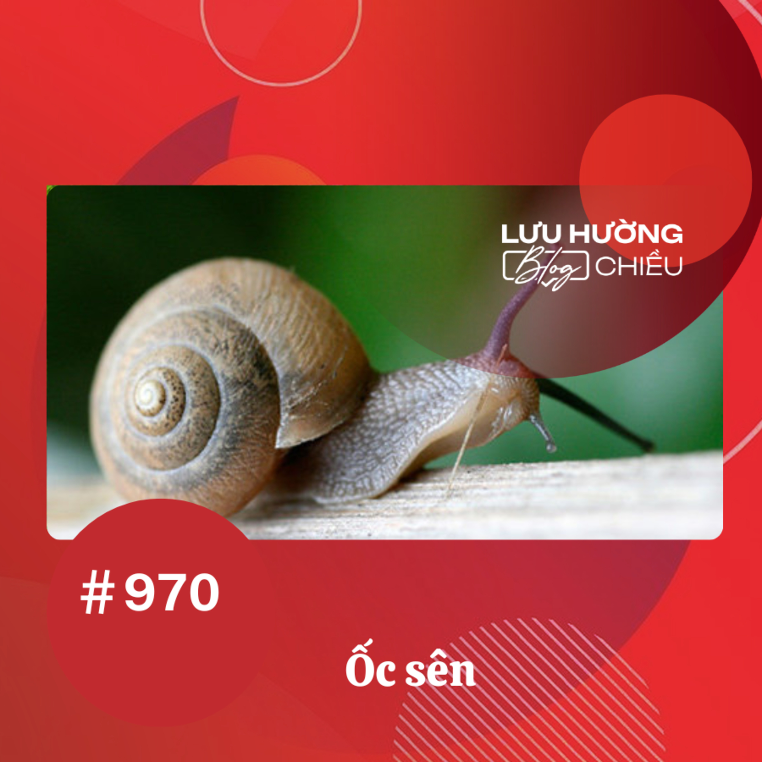  Ốc sên | Lưu Hường blog chiều | Đài Hà Nội episode artwork