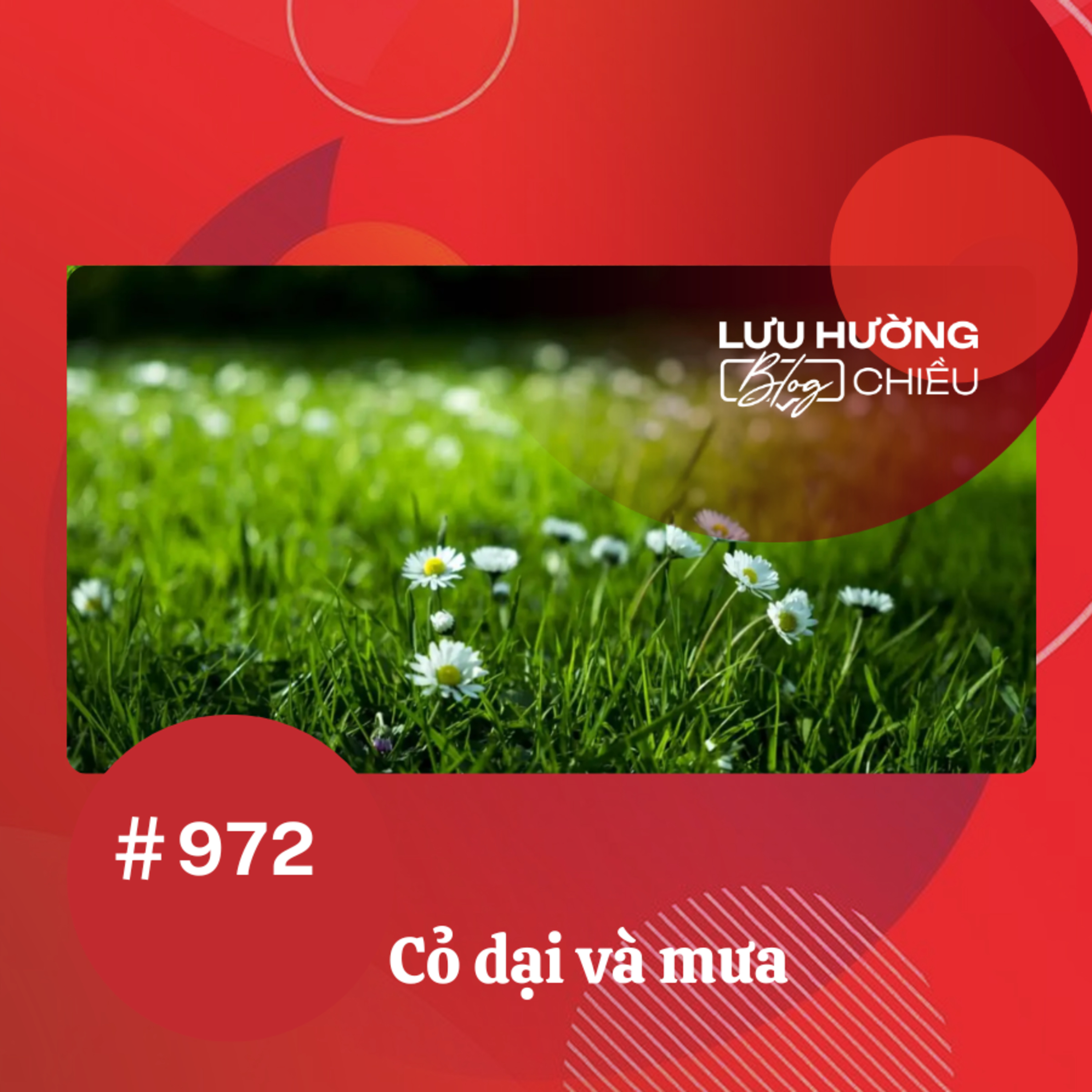  Cỏ dại và mưa | Lưu Hường blog chiều | Đài Hà Nội episode artwork