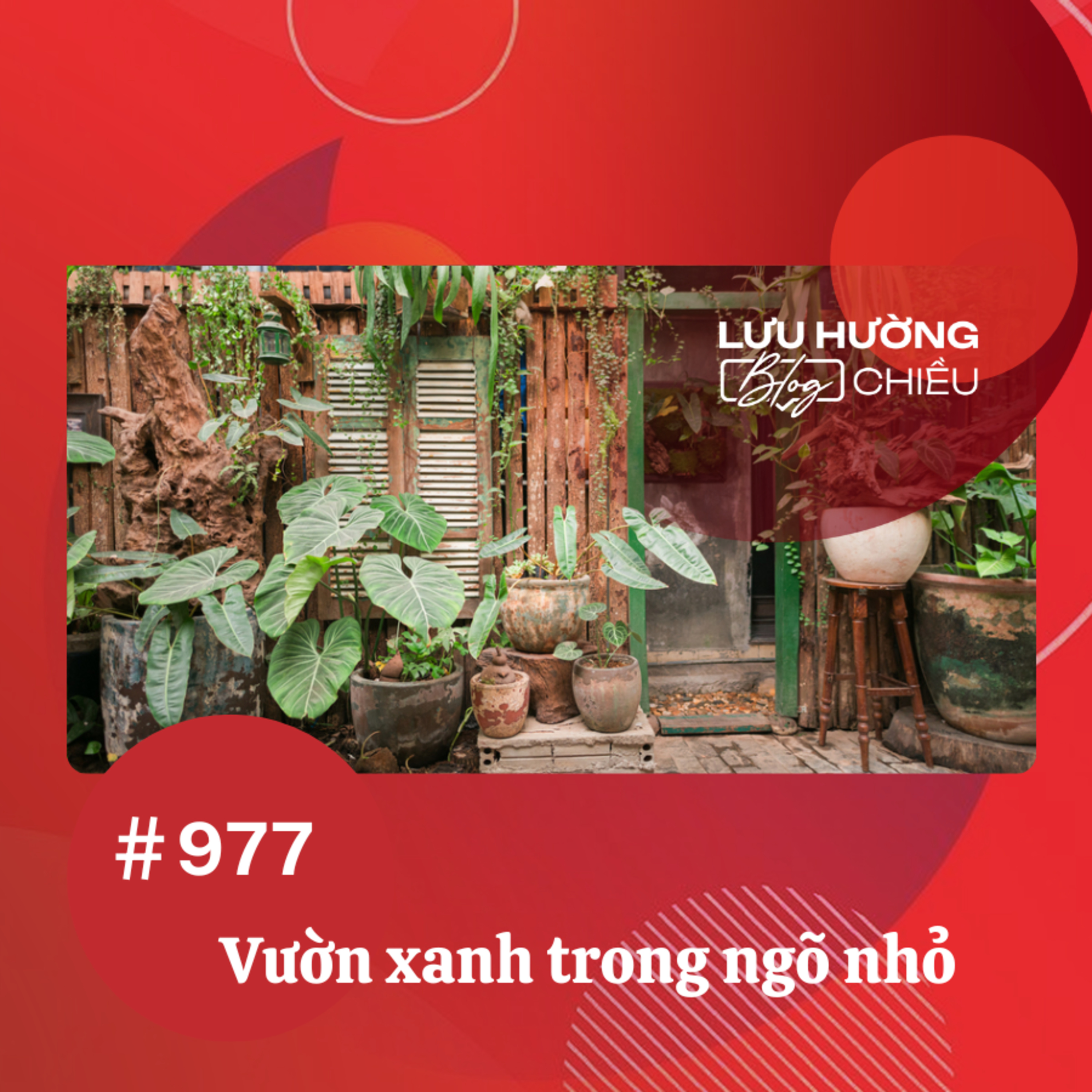 Vườn xanh trong ngõ nhỏ | Lưu Hường blog chiều | Đài Hà Nội