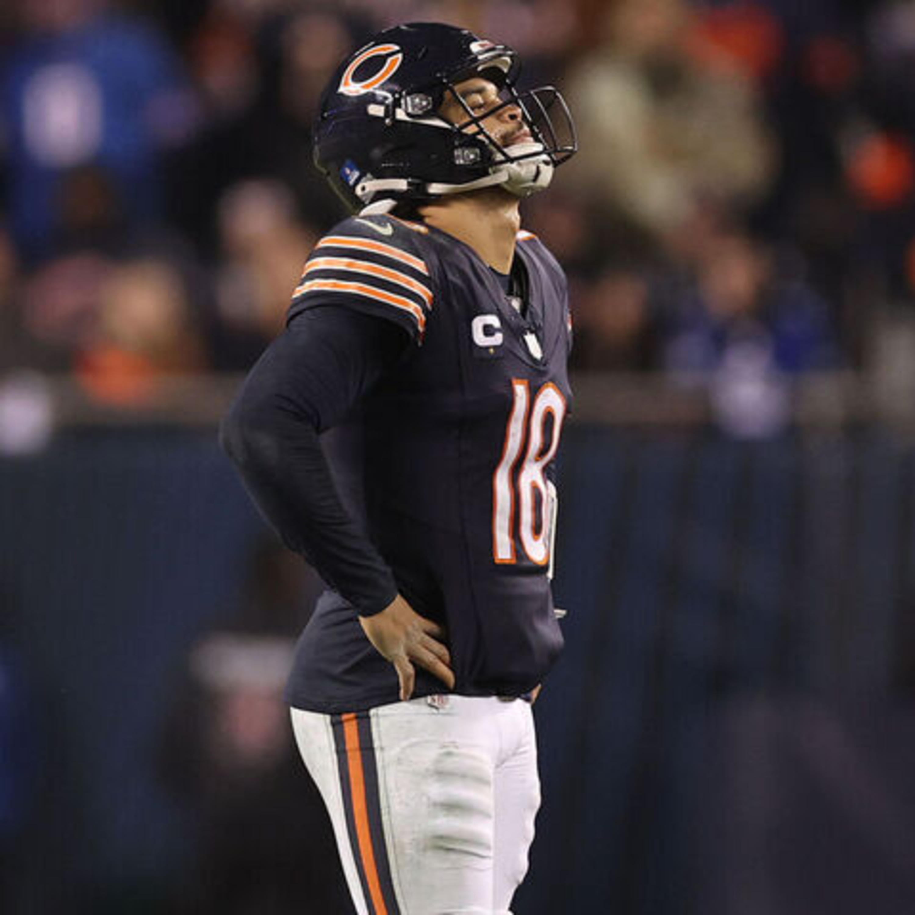 The Bear Necessities Podcast
