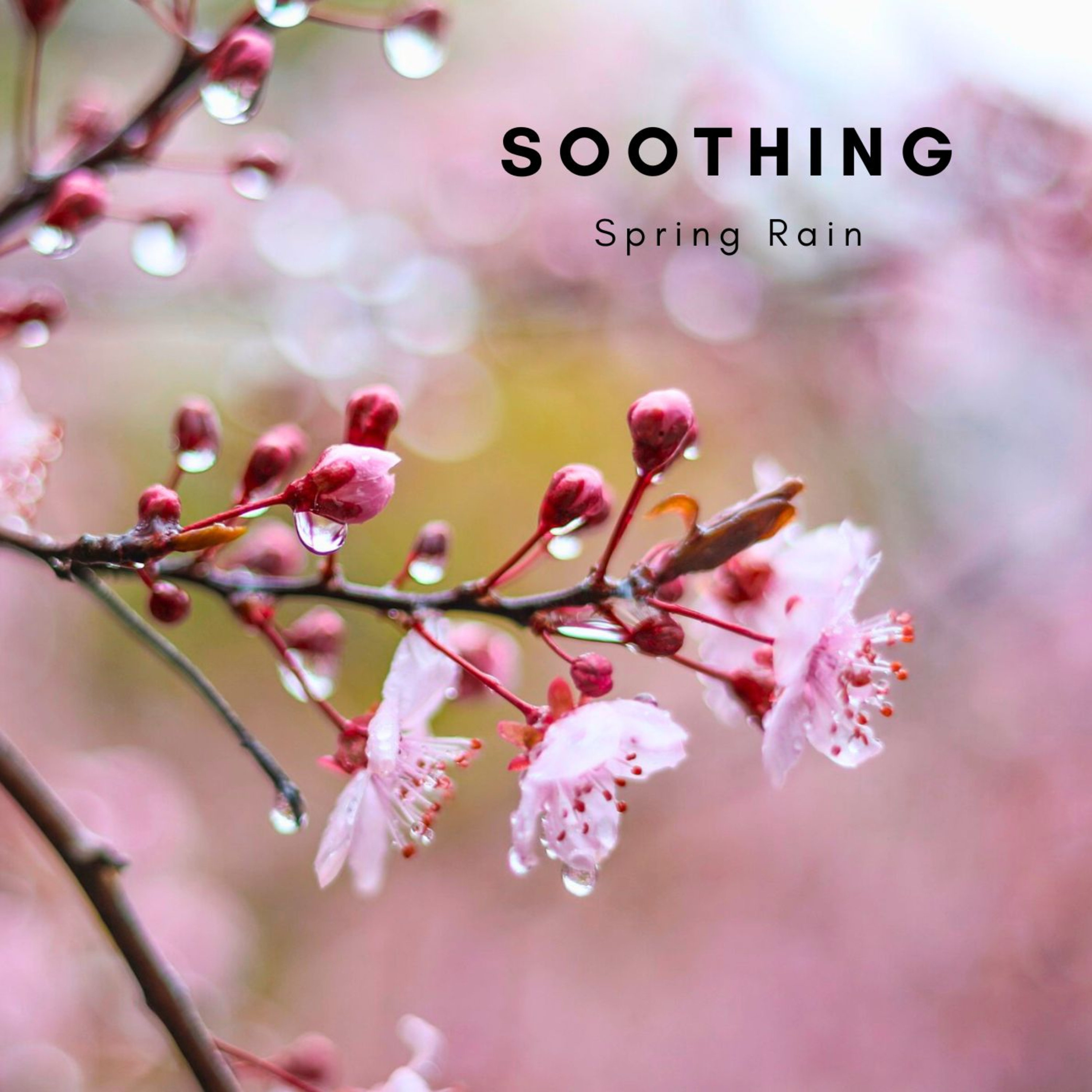 Soothing Spring Rain and Music for Sleep episode artwork