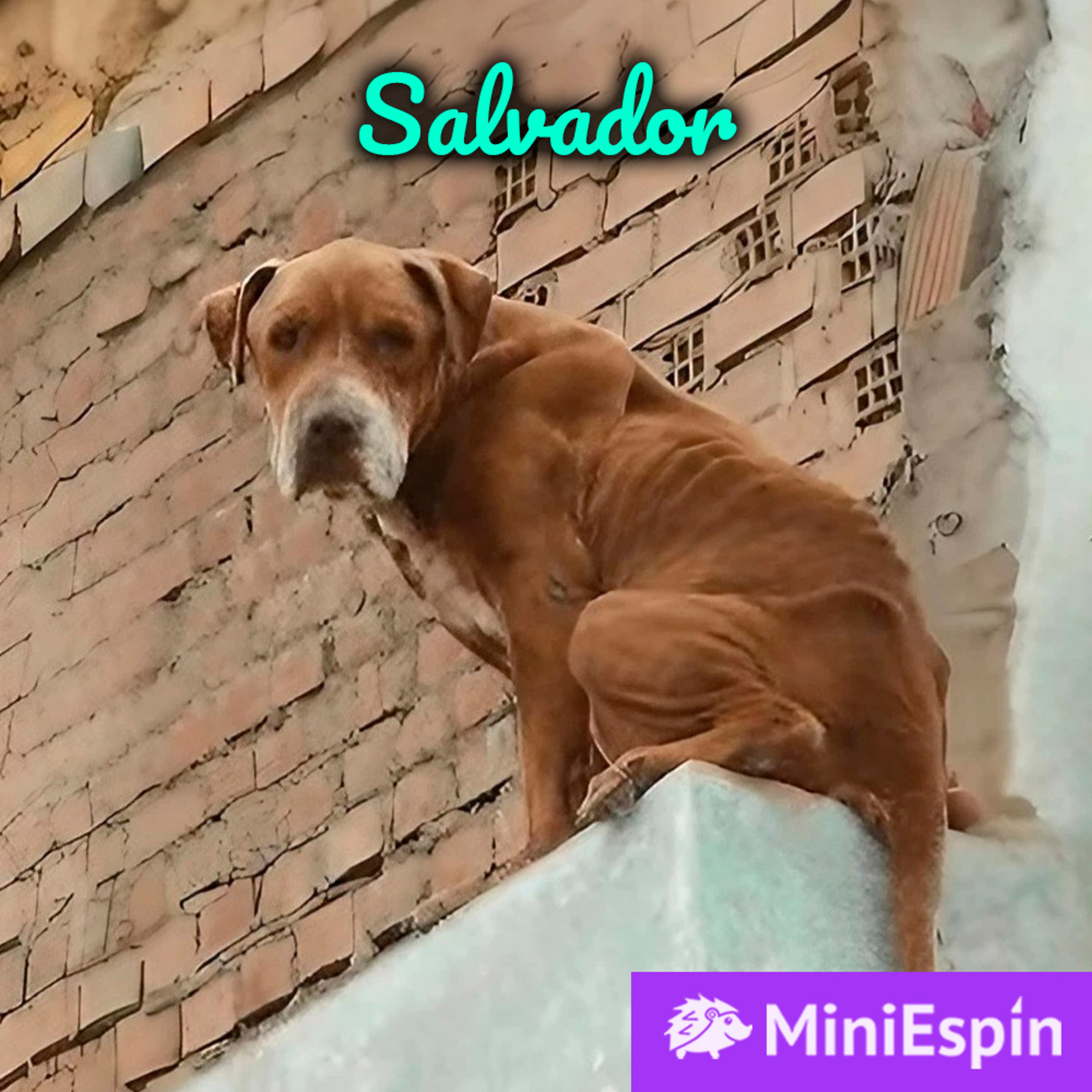 Historias de animales que podrían cambiar el mundo