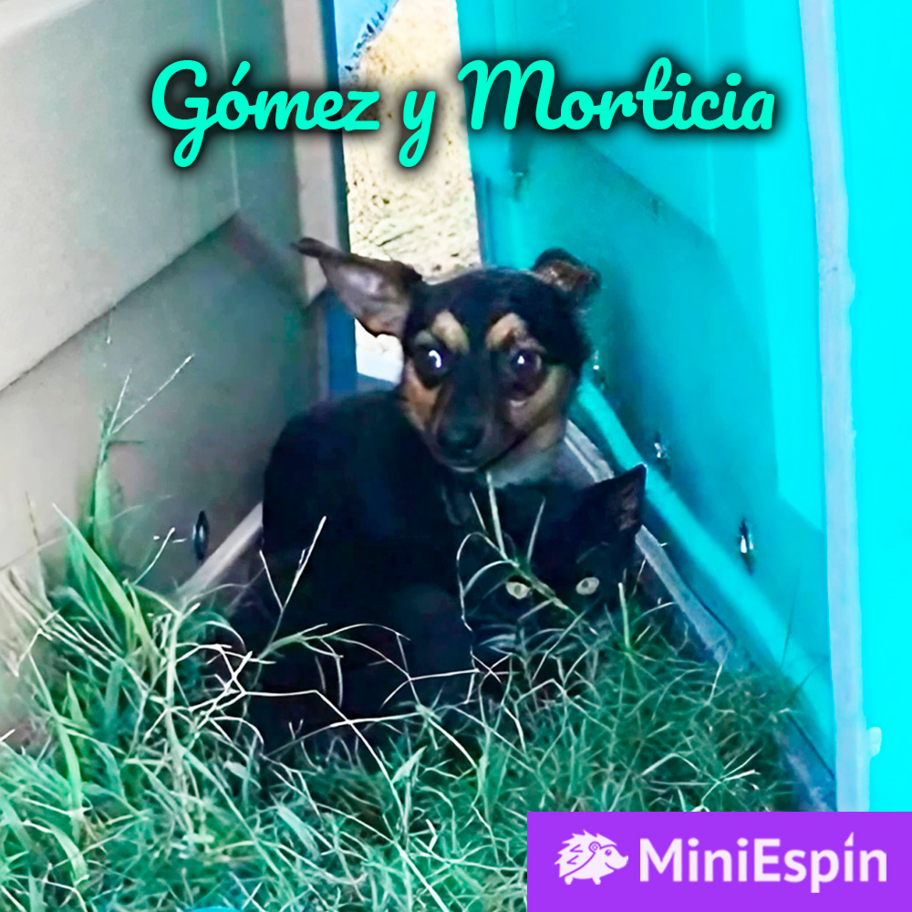 Historias de animales que podrían cambiar el mundo