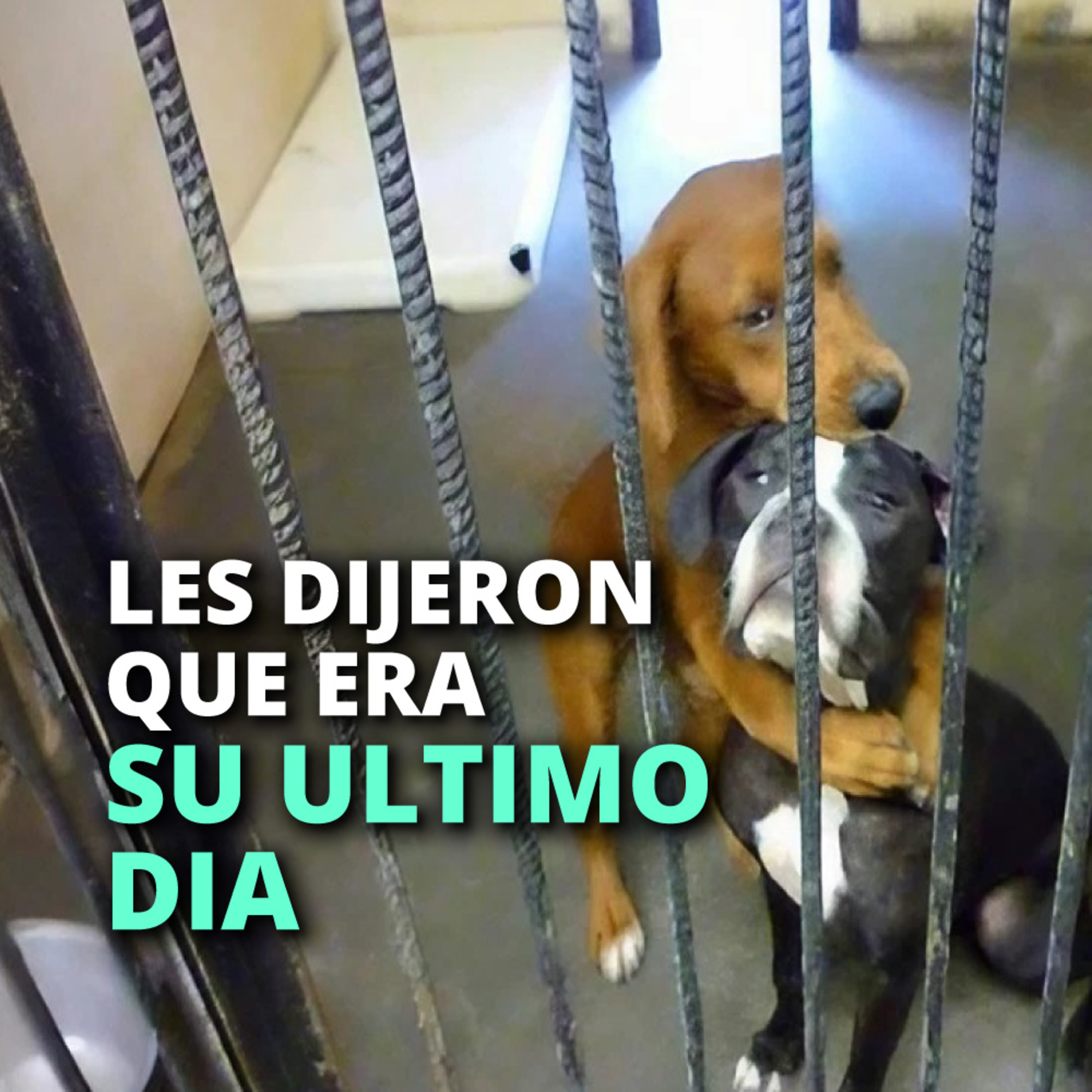 Historias de animales que podrían cambiar el mundo