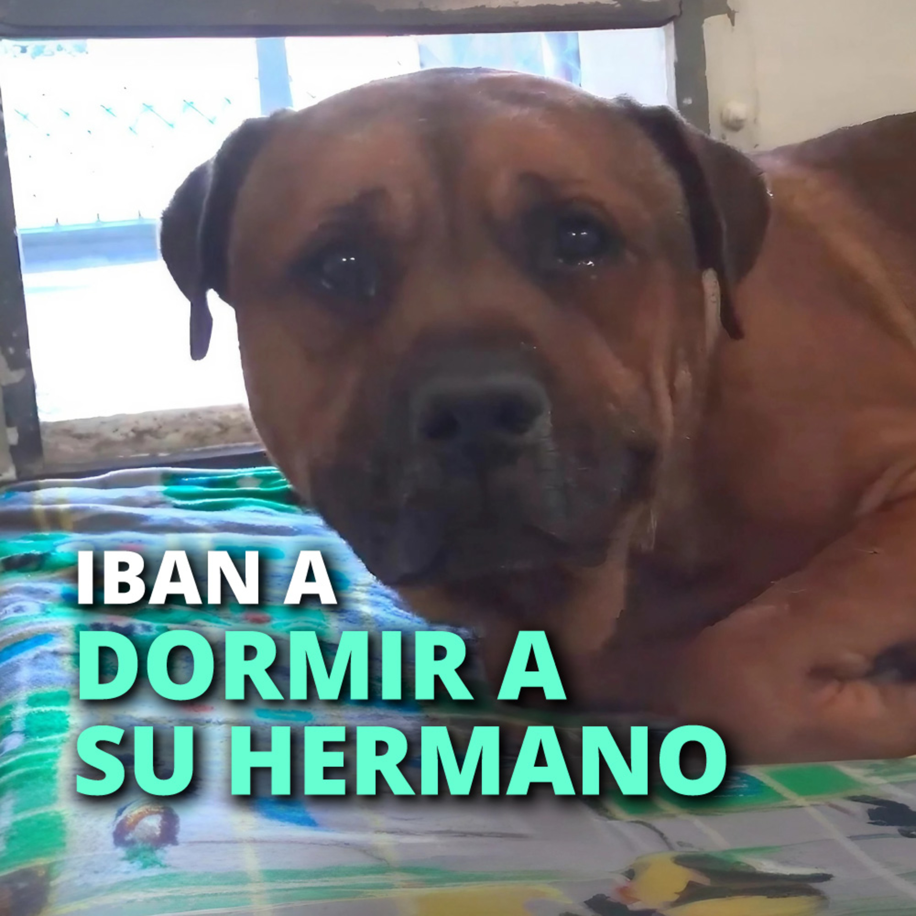 Historias de animales que podrían cambiar el mundo