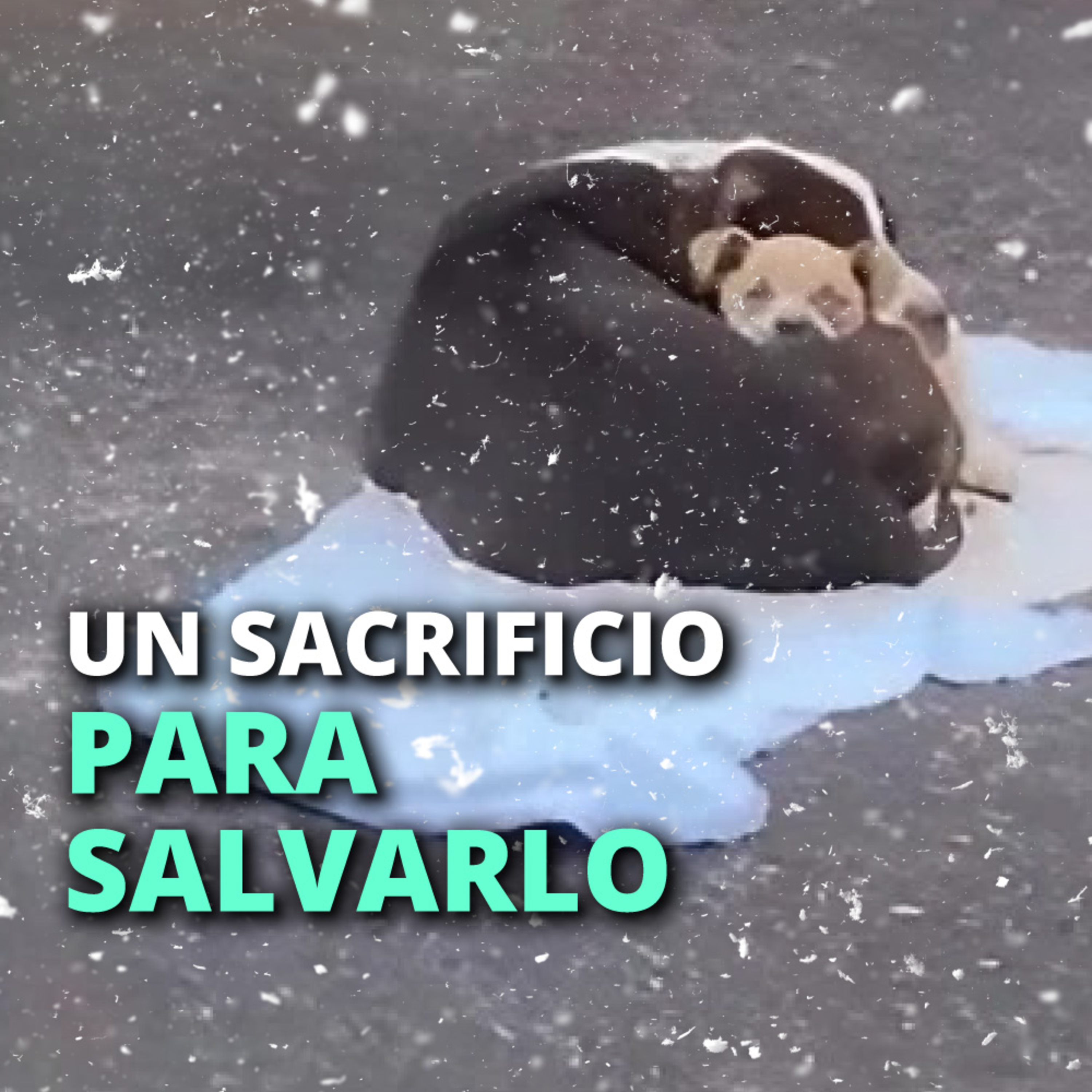 Historias de animales que podrían cambiar el mundo