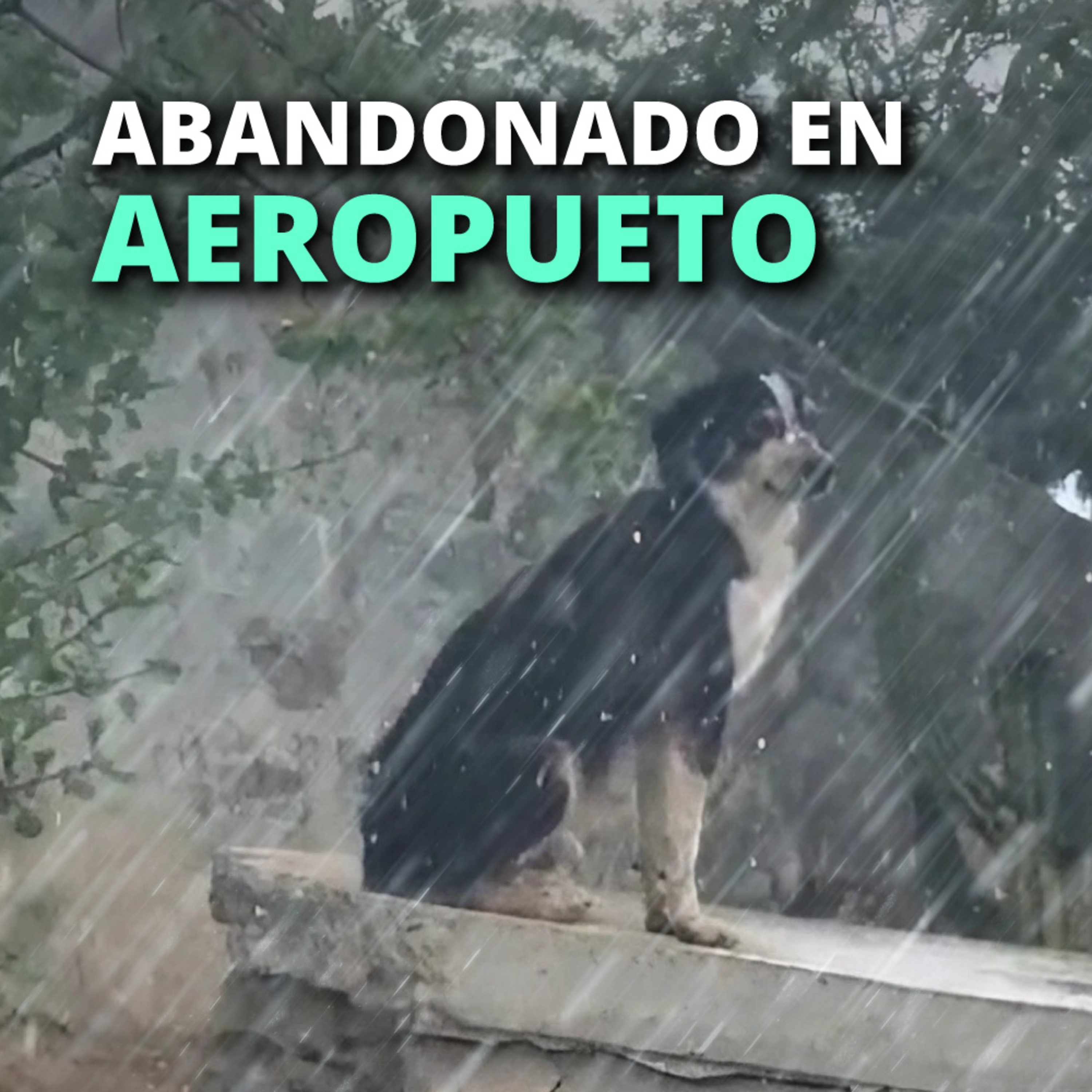 Historias de animales que podrían cambiar el mundo