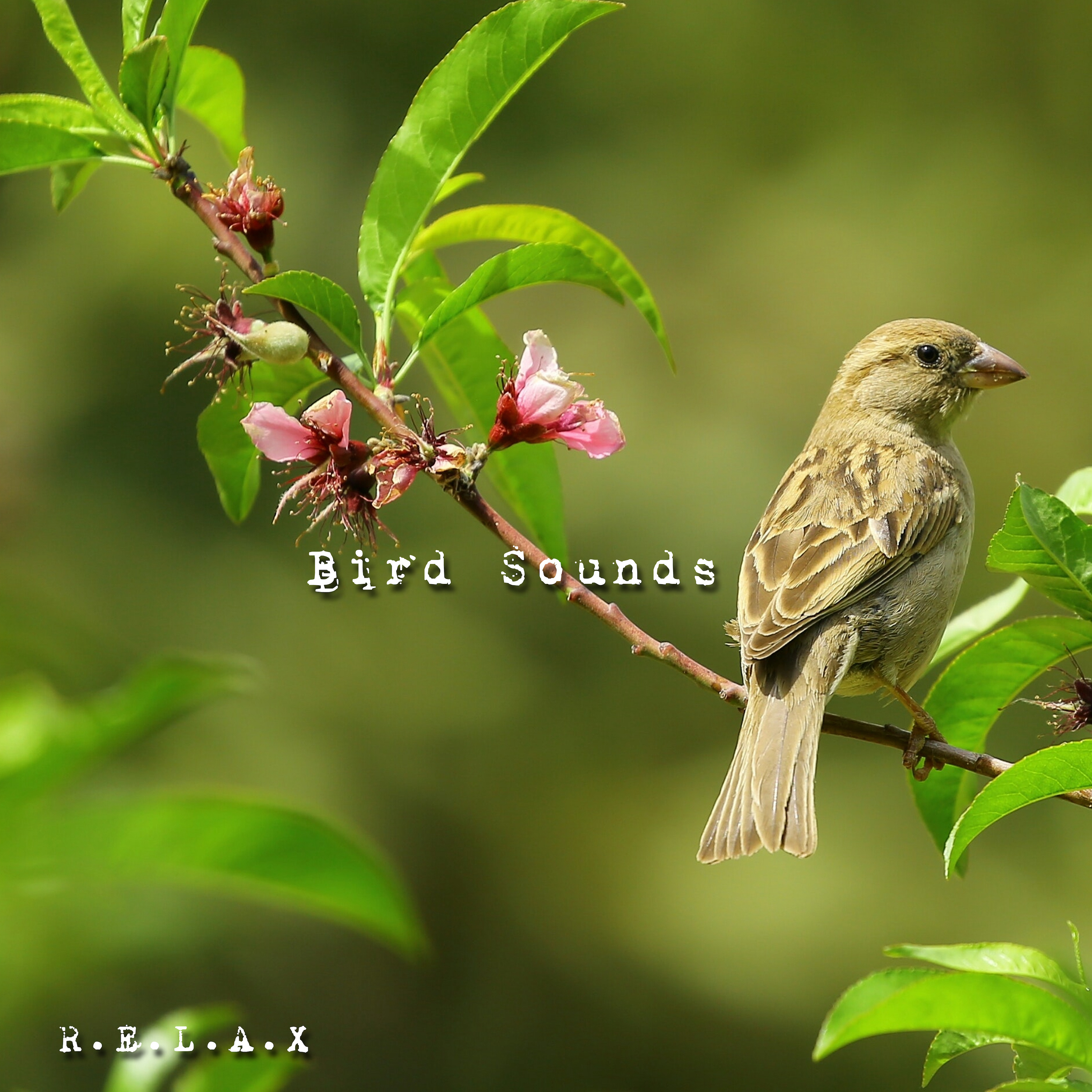 Nature Bird Sounds episode artwork