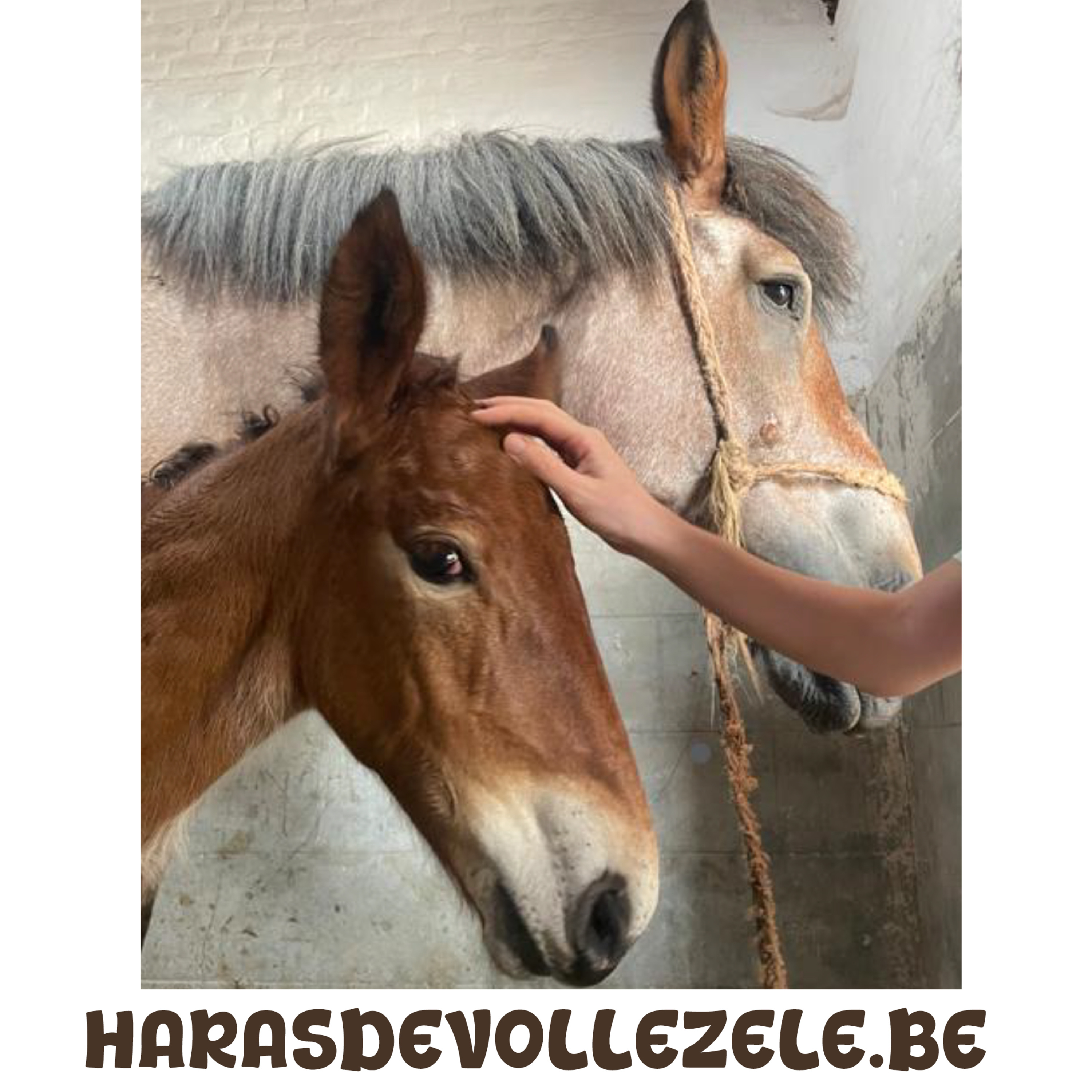 Dag van het Brabants trekpaard in Vollezele episode artwork