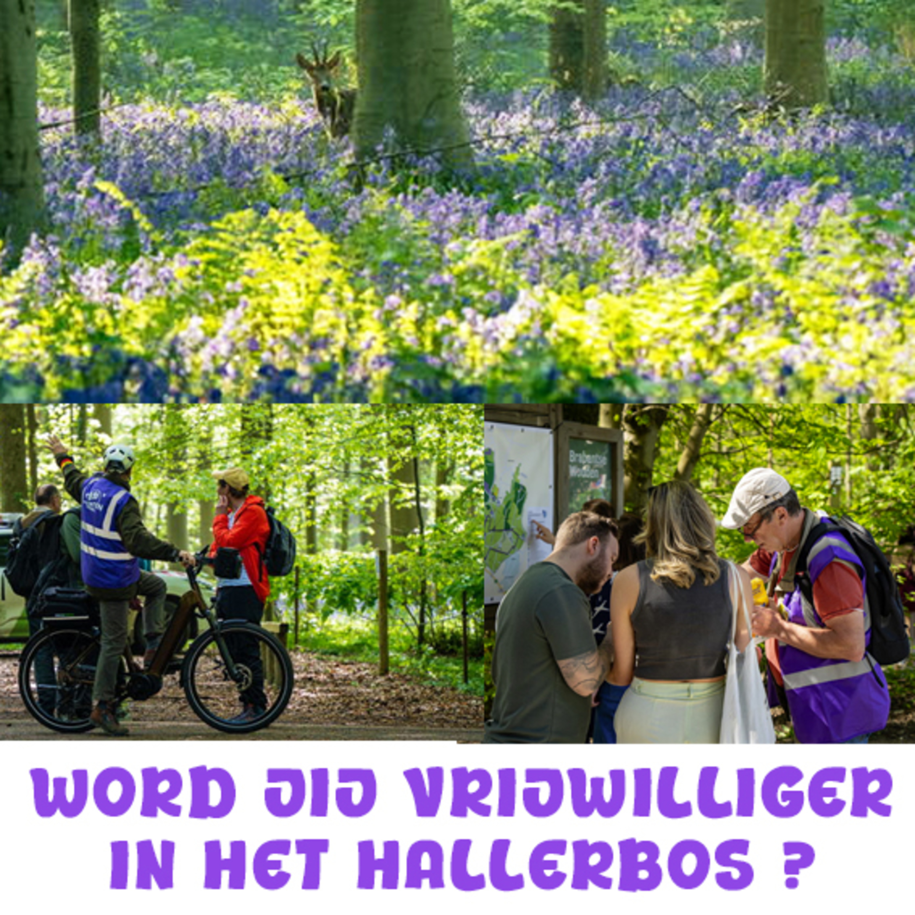 Vrijwilligers gezocht tijdens hyacintenfestival in Hallerbos episode artwork