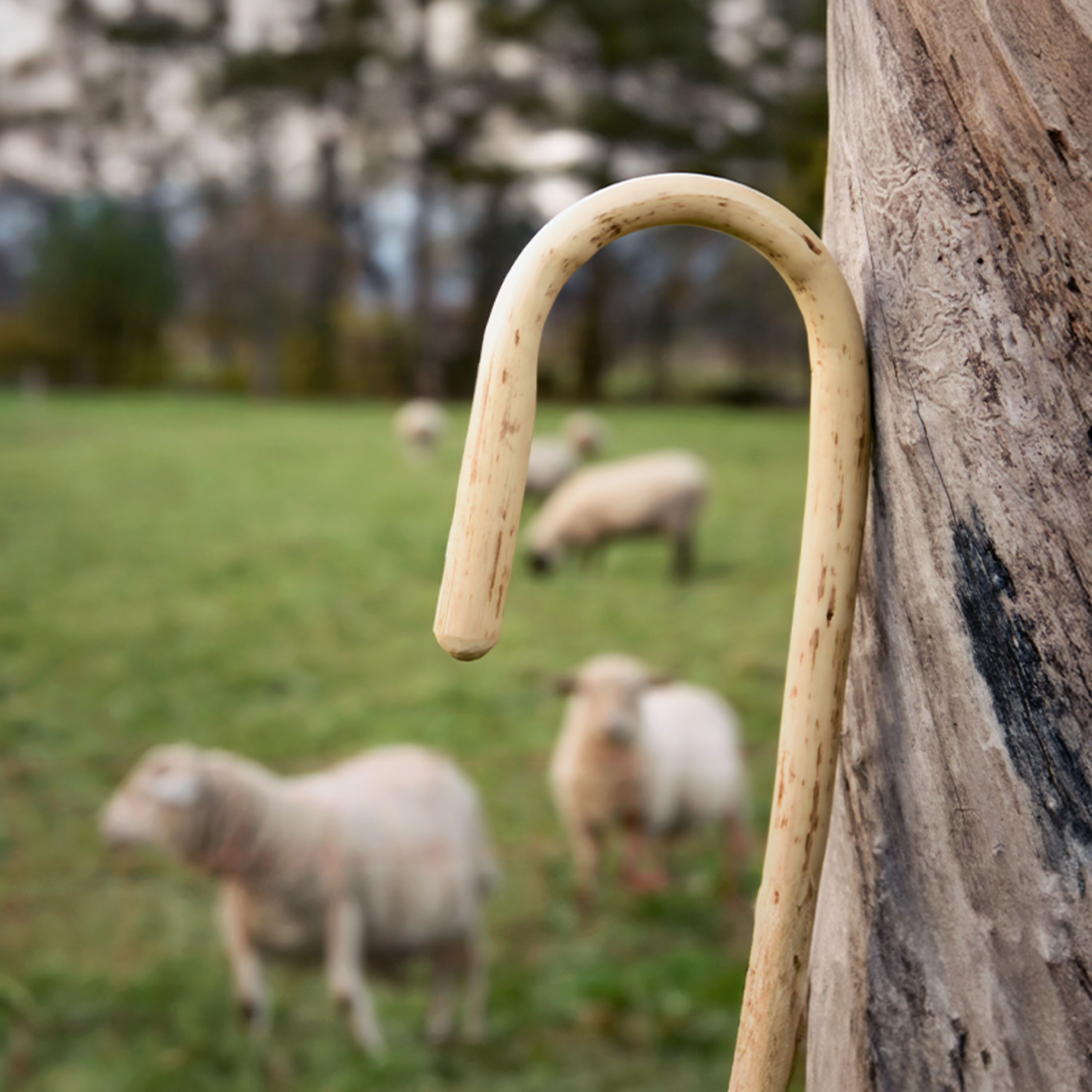 Homilia Diária | Por que precisamos de pastores? (Sábado da 1.ª Semana do Advento)