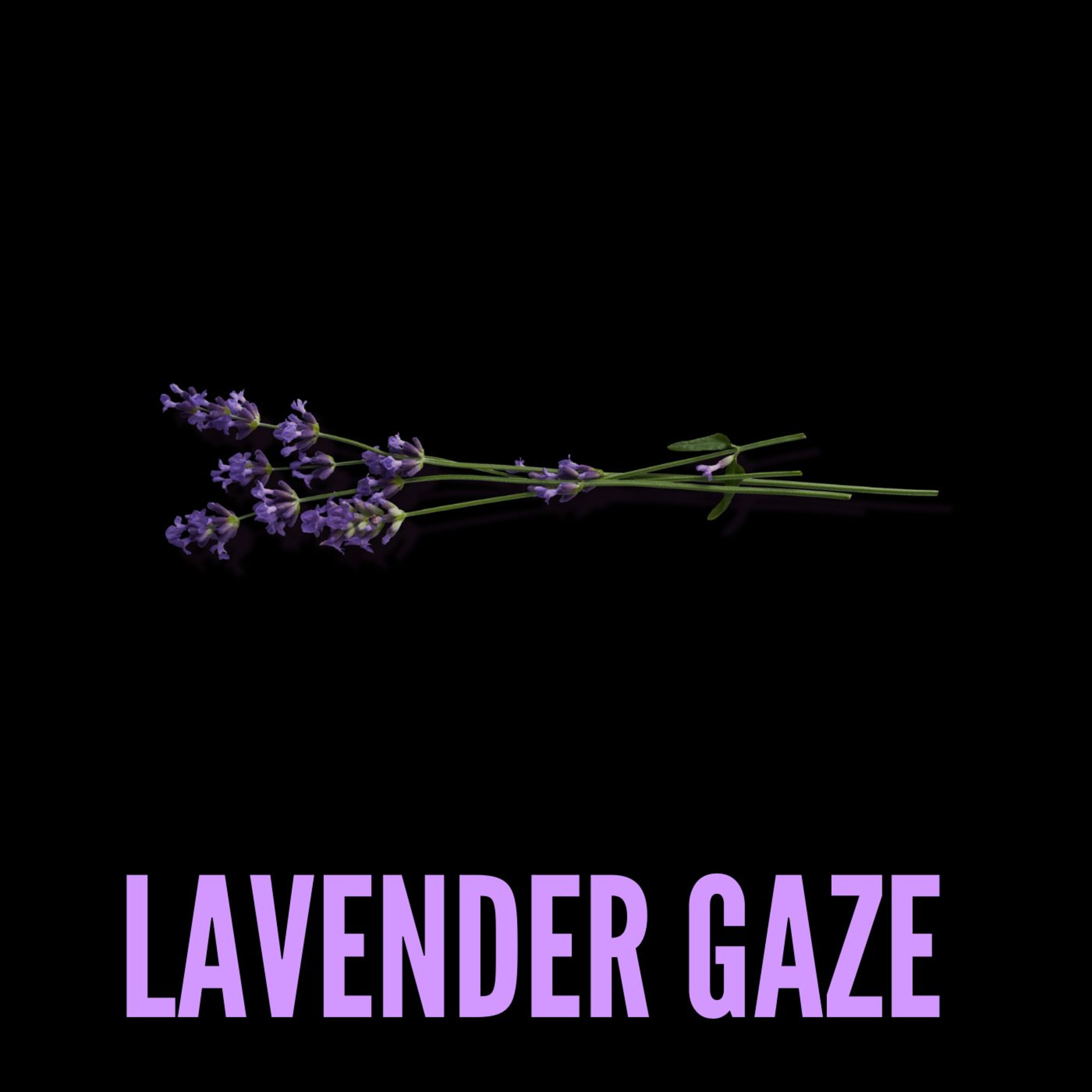 Lavender Gaze