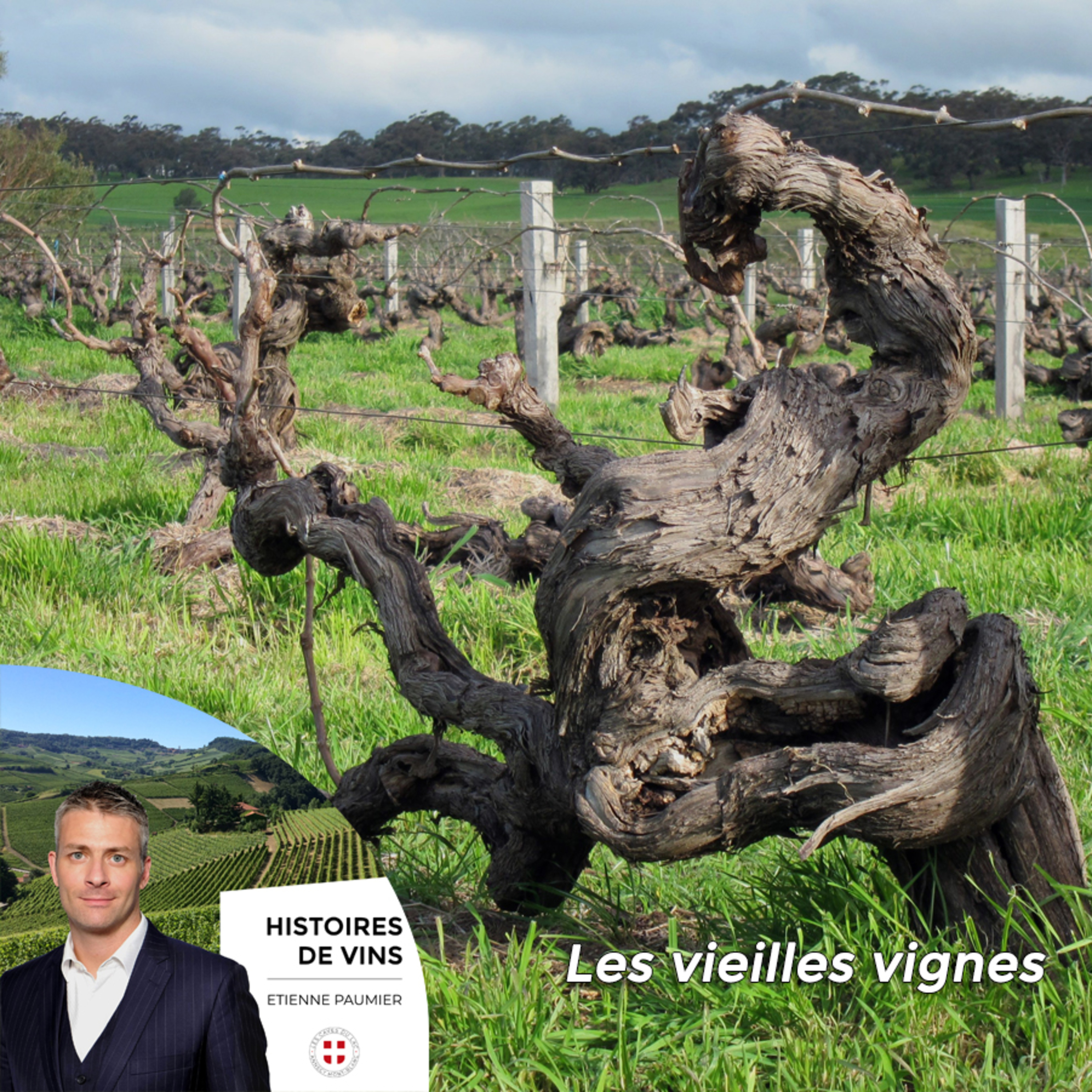 Histoires de vins