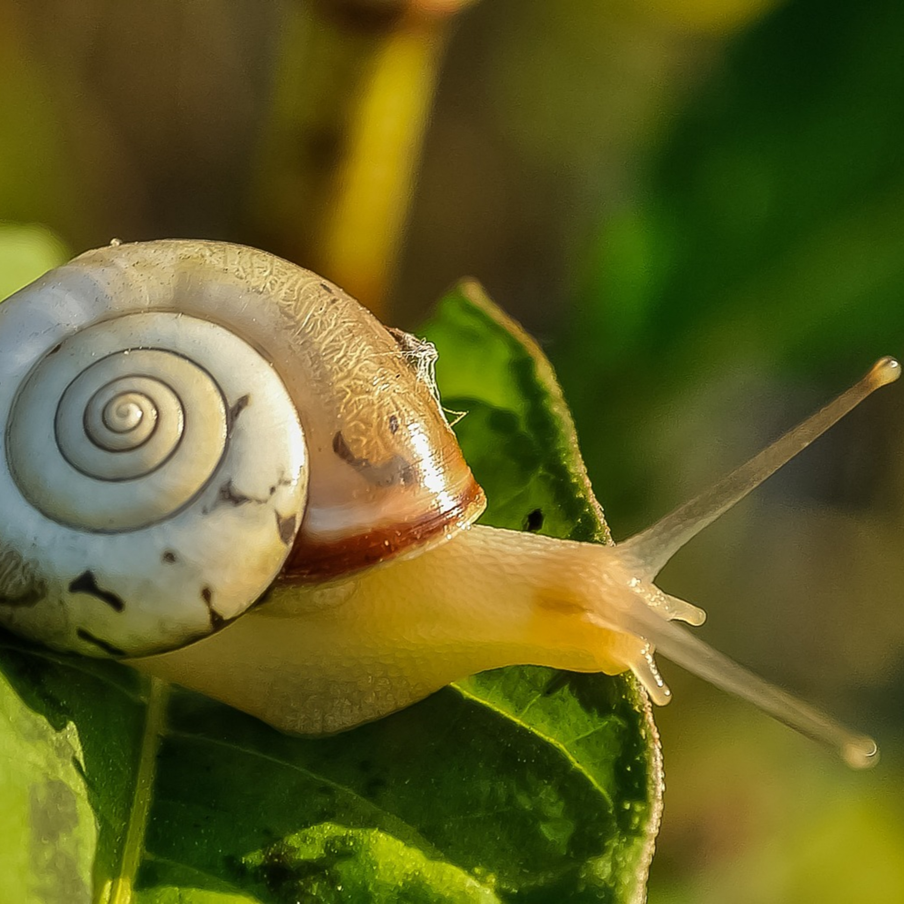 Meditation für Kinder die schnellste Schnecke der Welt episode artwork