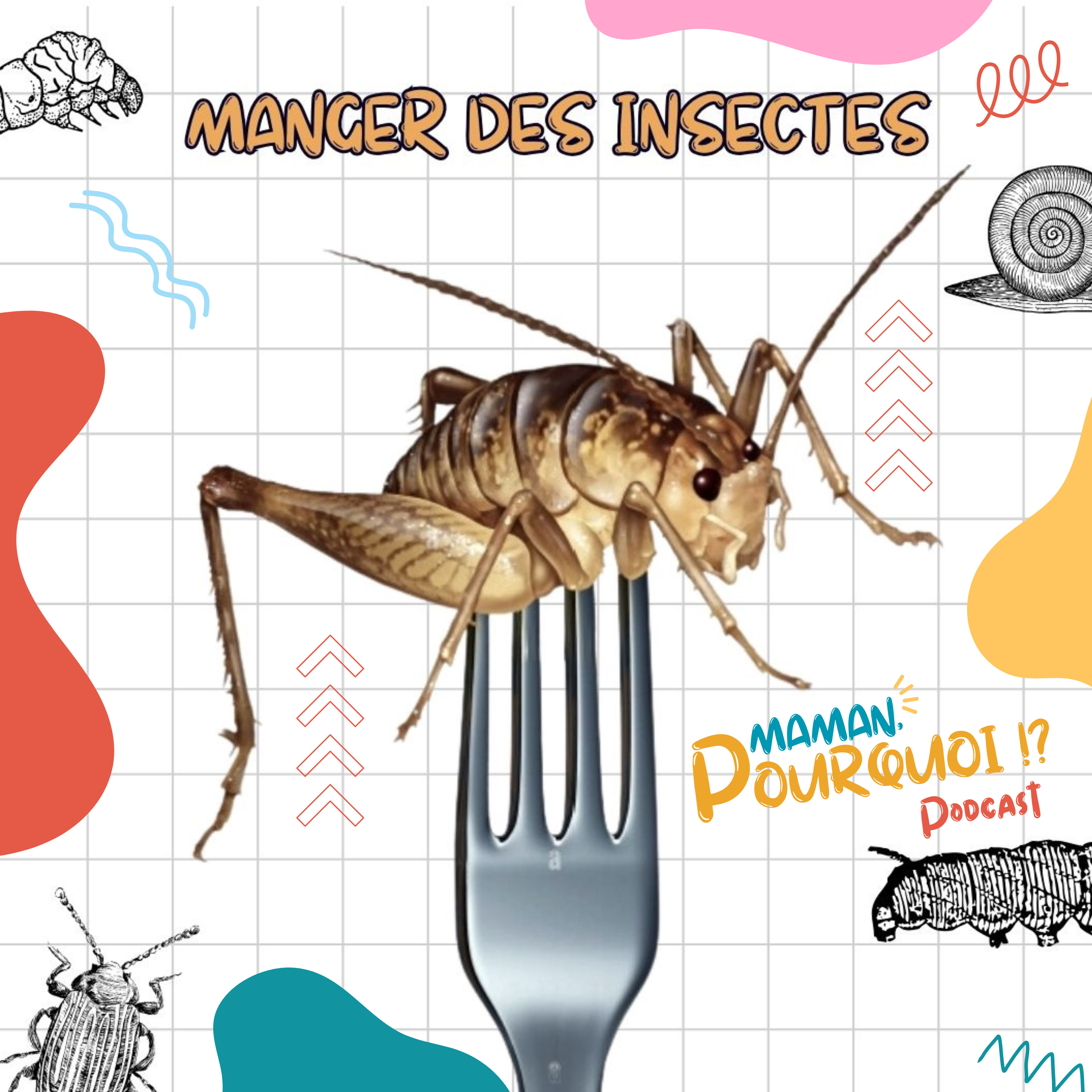 Manger des Insectes